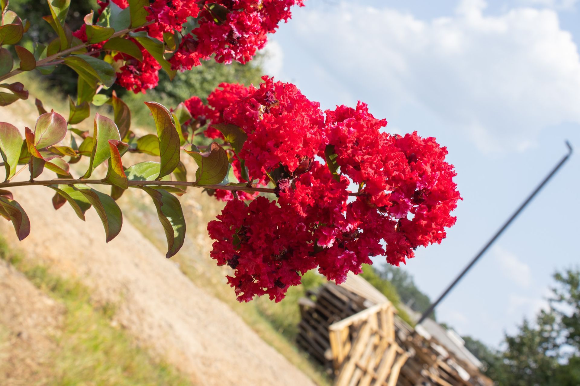 Bright pink flowers on a vine against a sunny outdoor sky and hillside