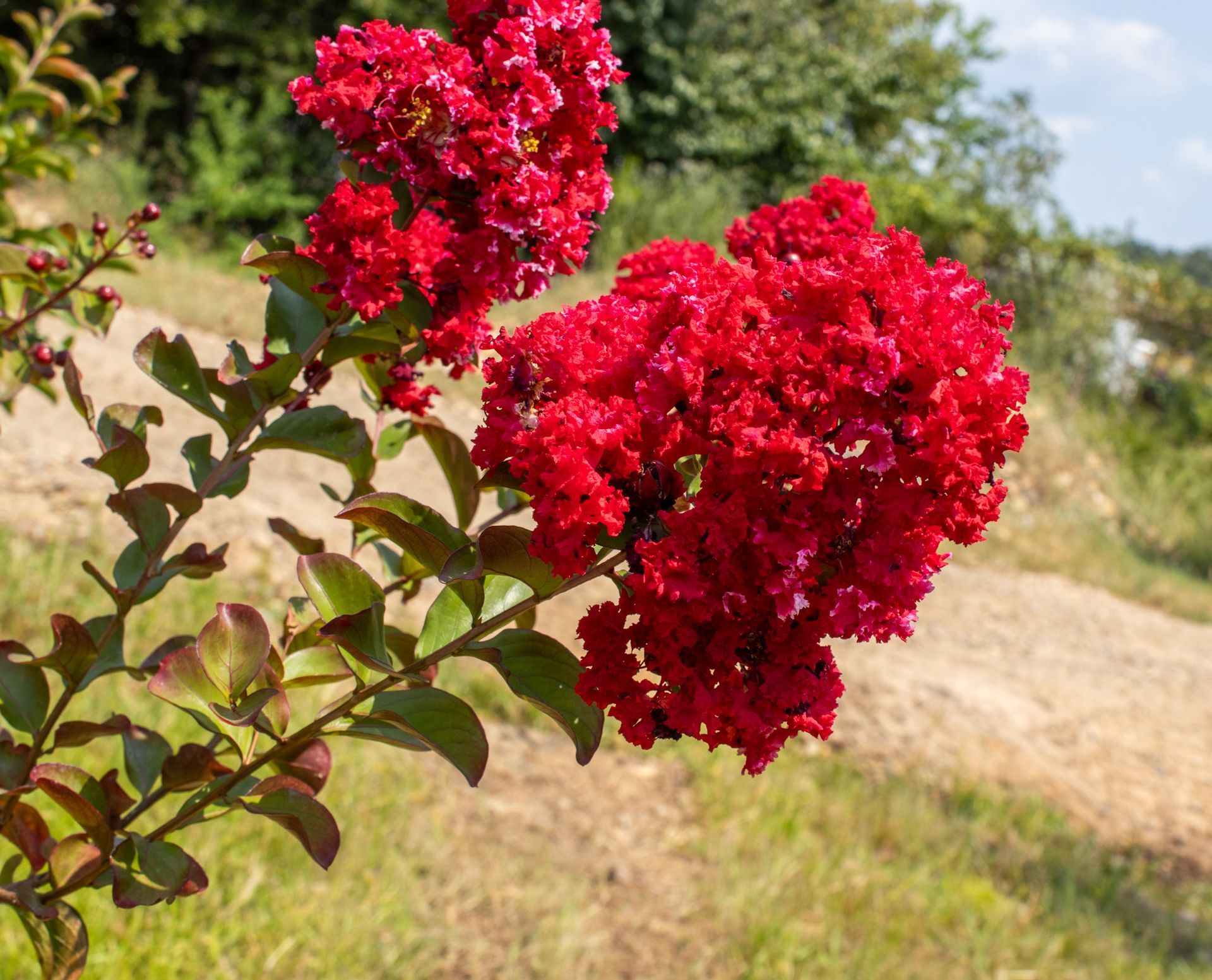 Red crepe myrtle blossoms on a branch in a sunny outdoor field.