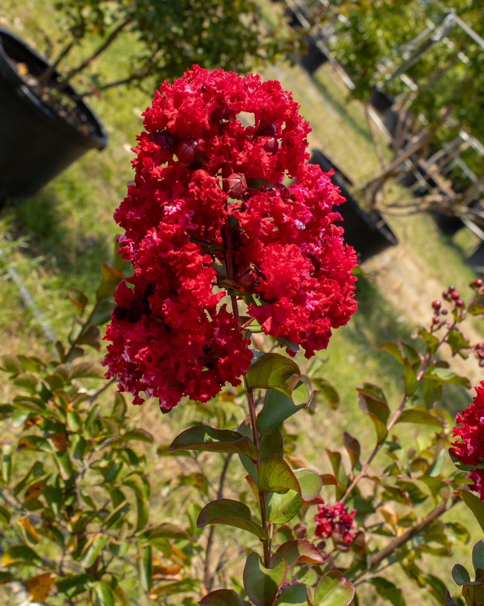 Bright red crepe myrtle blossoms in a sunny garden