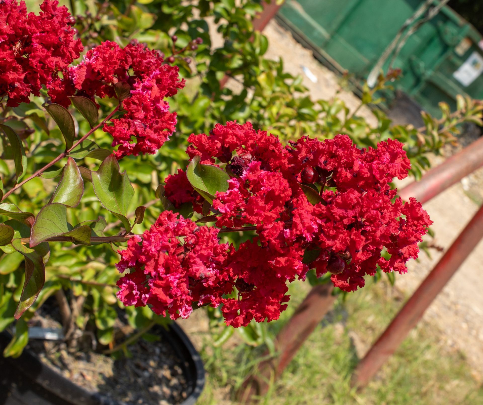 Bright red flower clusters on a green shrub in a garden, with a blurred background and a pot below
