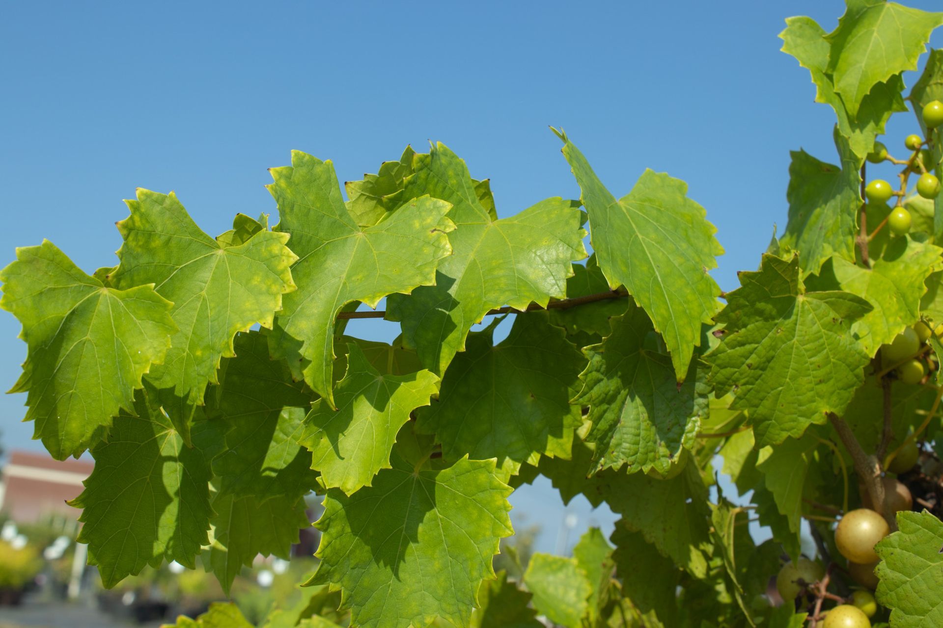 Green grapevine leaves and clusters of grapes growing under a clear blue sky