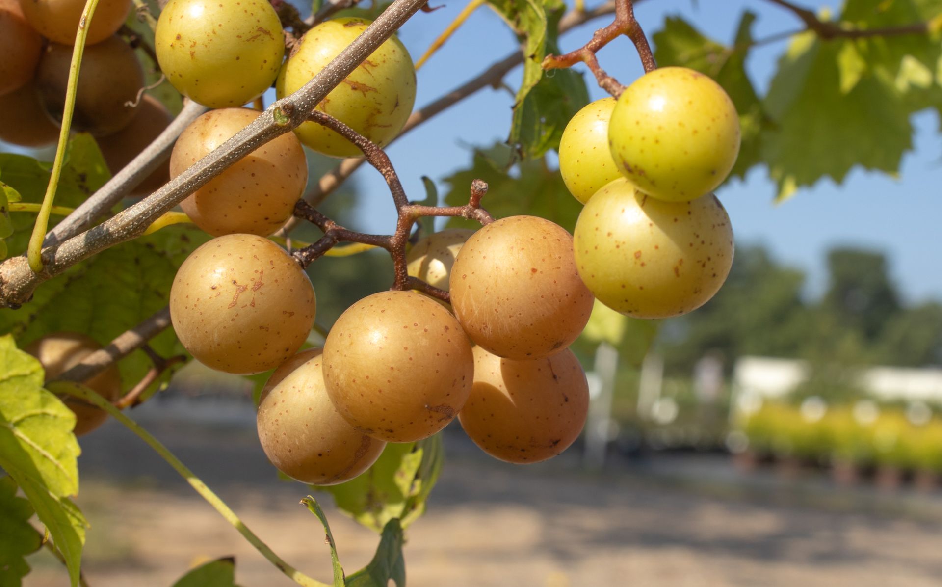 Clusters of round yellow-brown fruit hanging on a vine in a sunny outdoor orchard