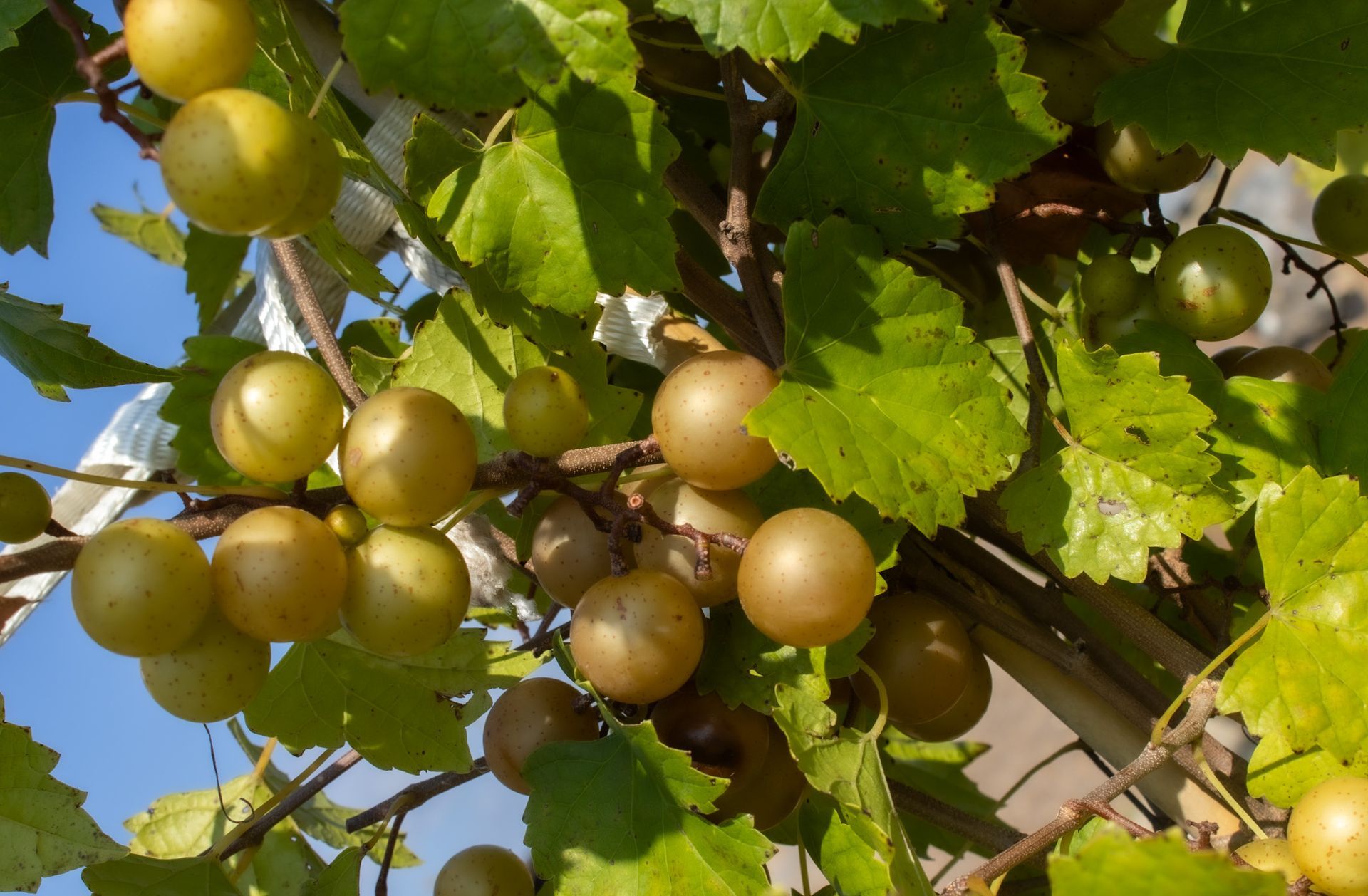 Green and purple grapes hanging on a vine among bright green leaves