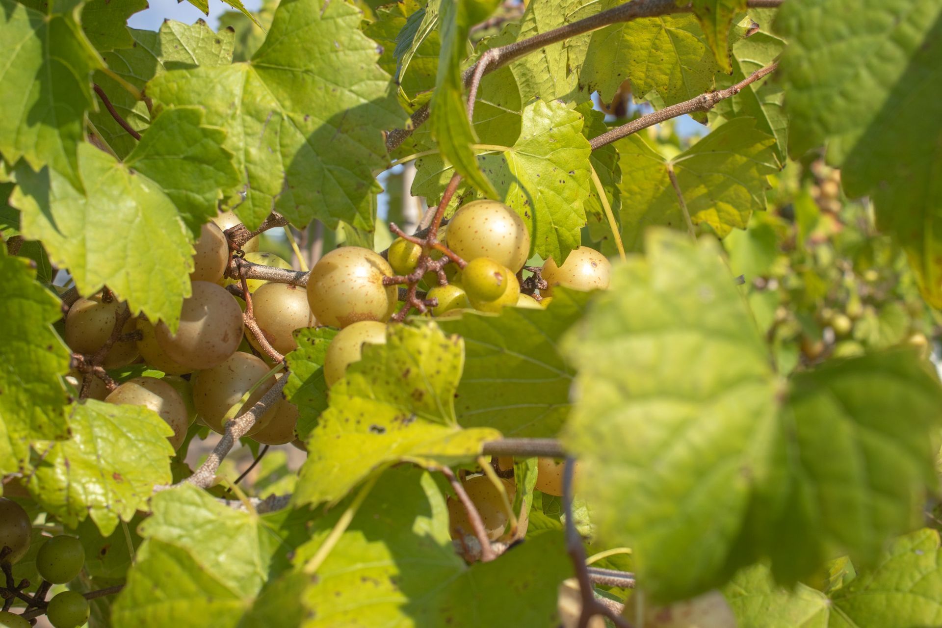 Green grapevine with clusters of ripening pale yellow grapes in sunlight