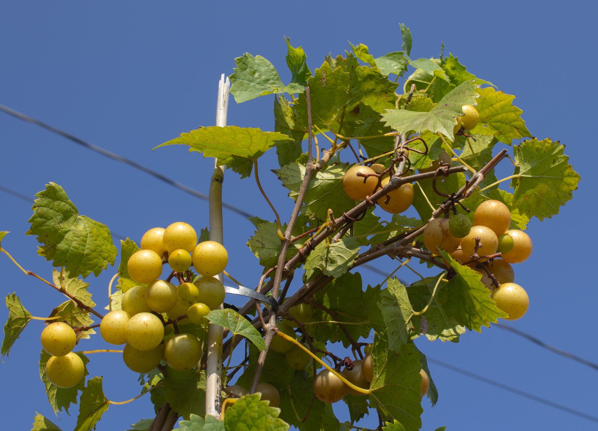 Green grape clusters hanging on a vine against a blue sky