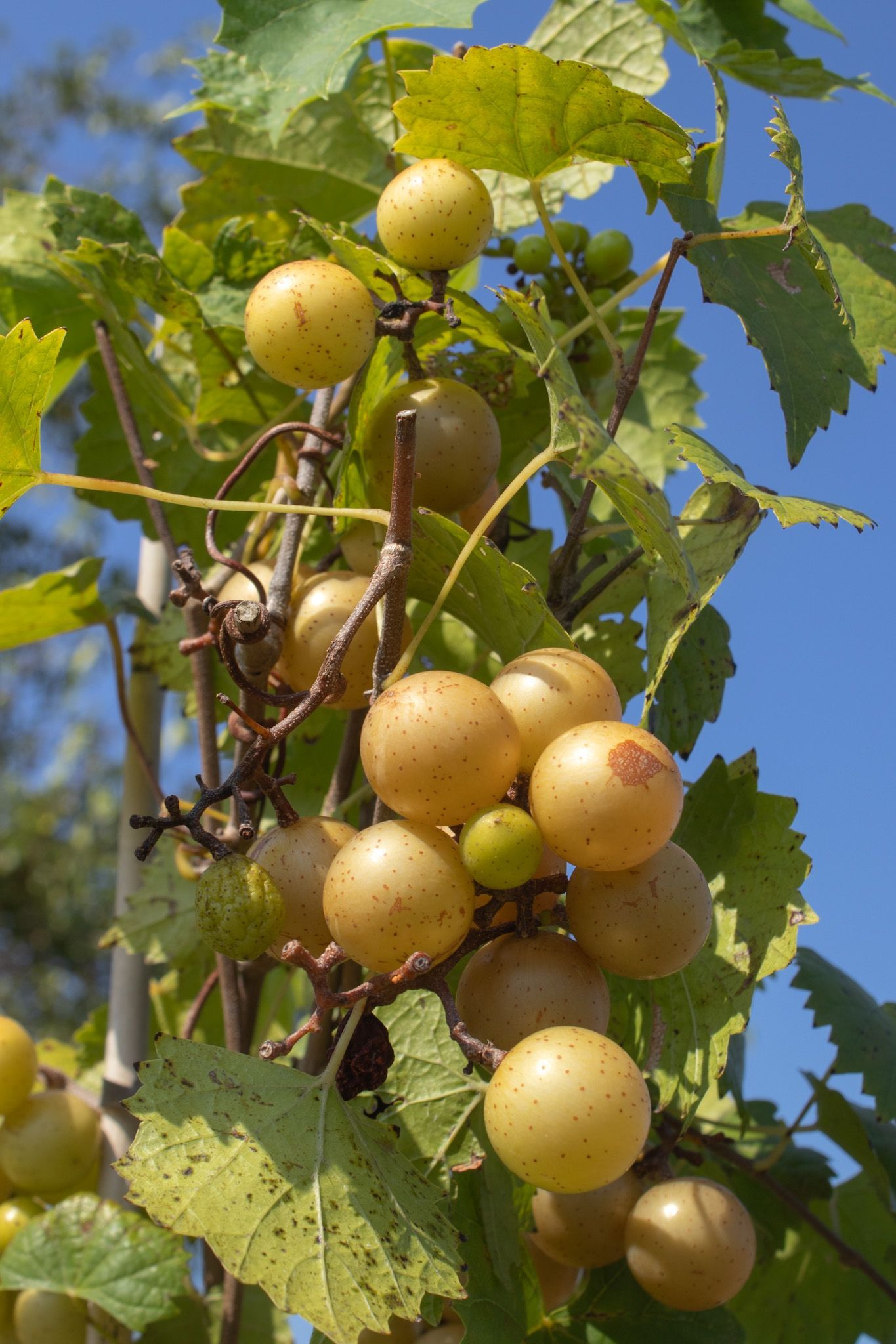 Cluster of pale yellow grapes hanging on a vine with green leaves against a blue sky