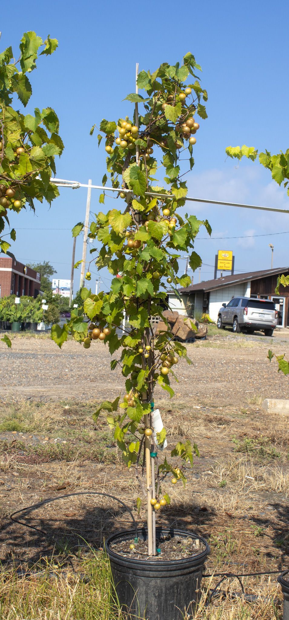 Young tree in a black nursery pot, outdoors in a gravel lot under a blue sky.