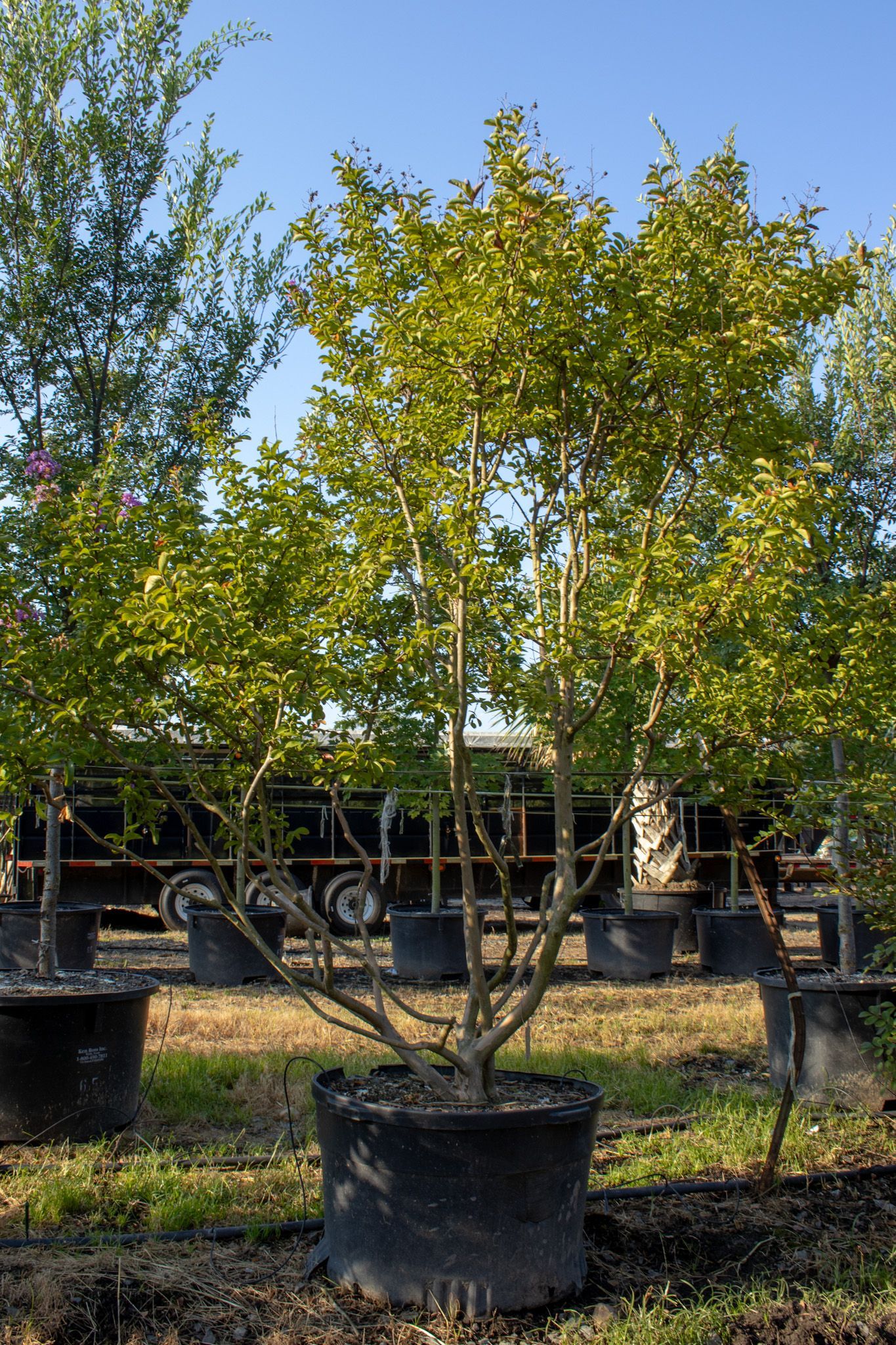 Potted young tree with green leaves in an outdoor nursery under a blue sky