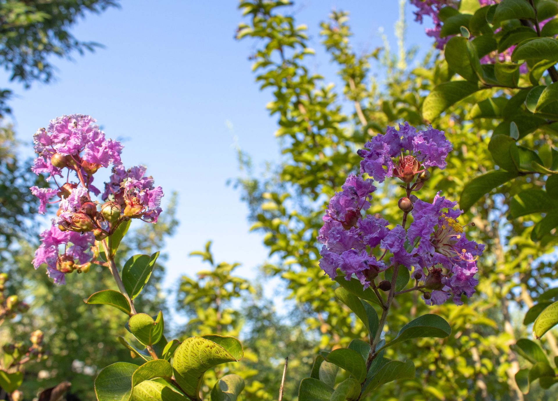 Pink and purple crepe myrtle blossoms against a blue sky