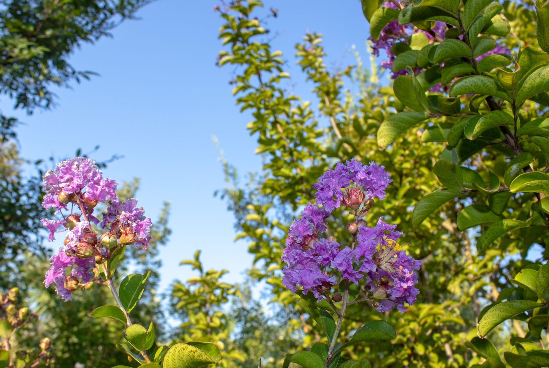 Purple and pink crepe myrtle blooms against a blue sky and green foliage