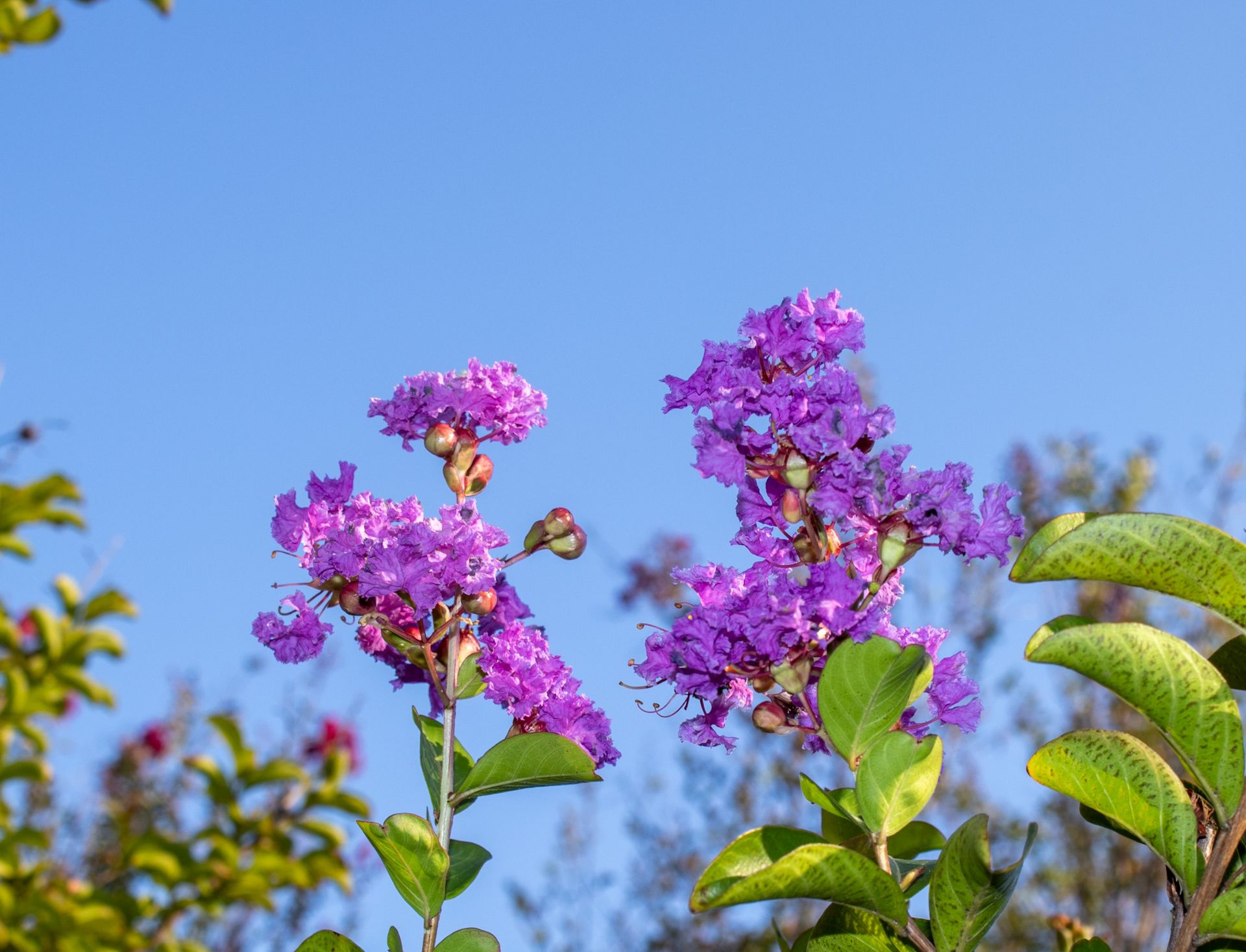 Purple flowers blooming against a clear blue sky.