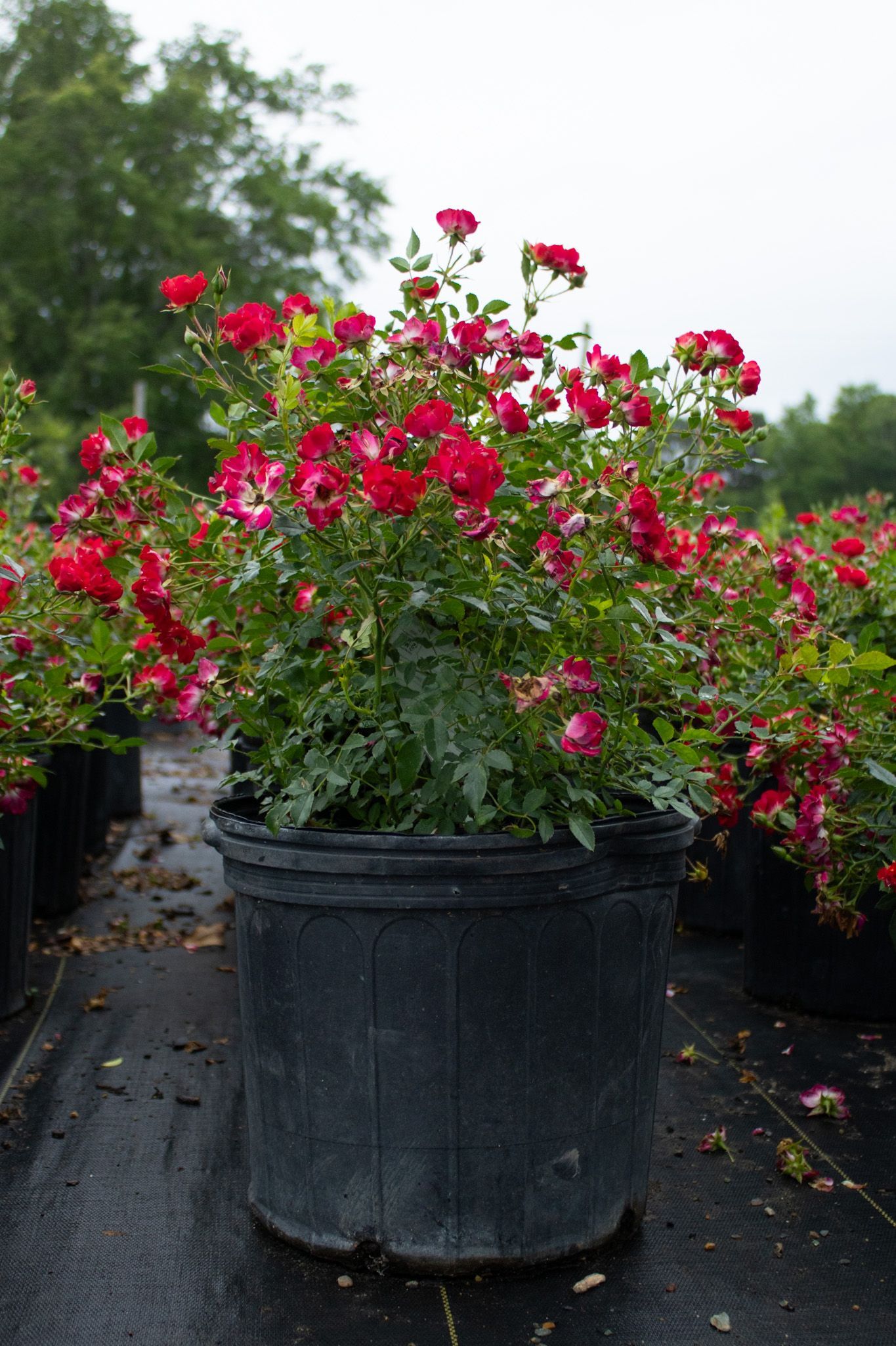 Large potted pink and red flowering shrub on a wet outdoor nursery aisle