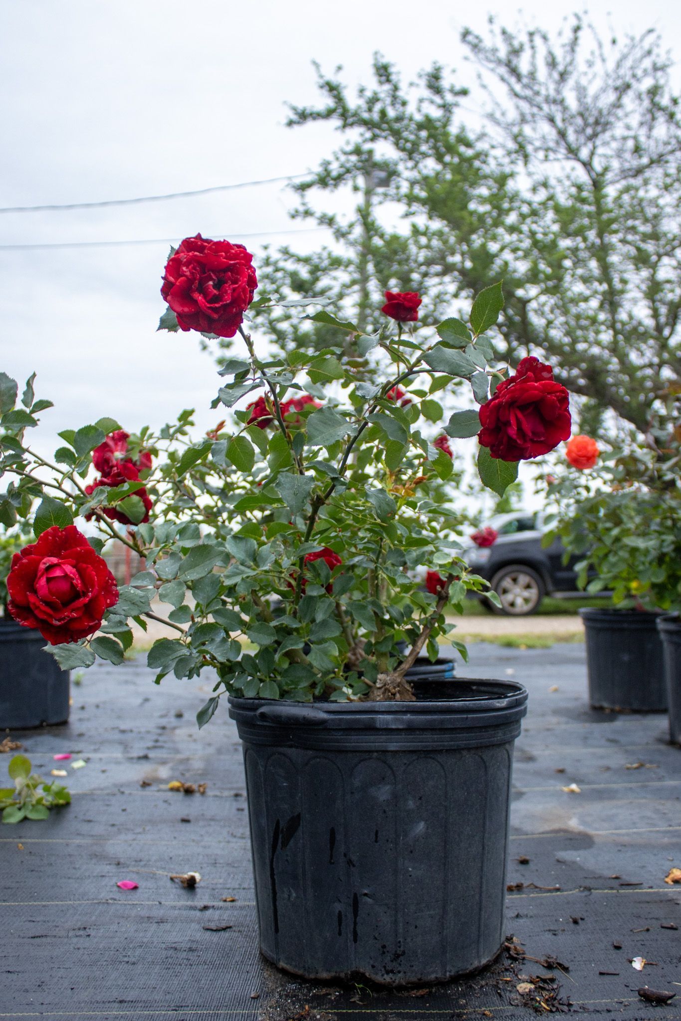 Red roses blooming in a black nursery pot outdoors on a paved lot