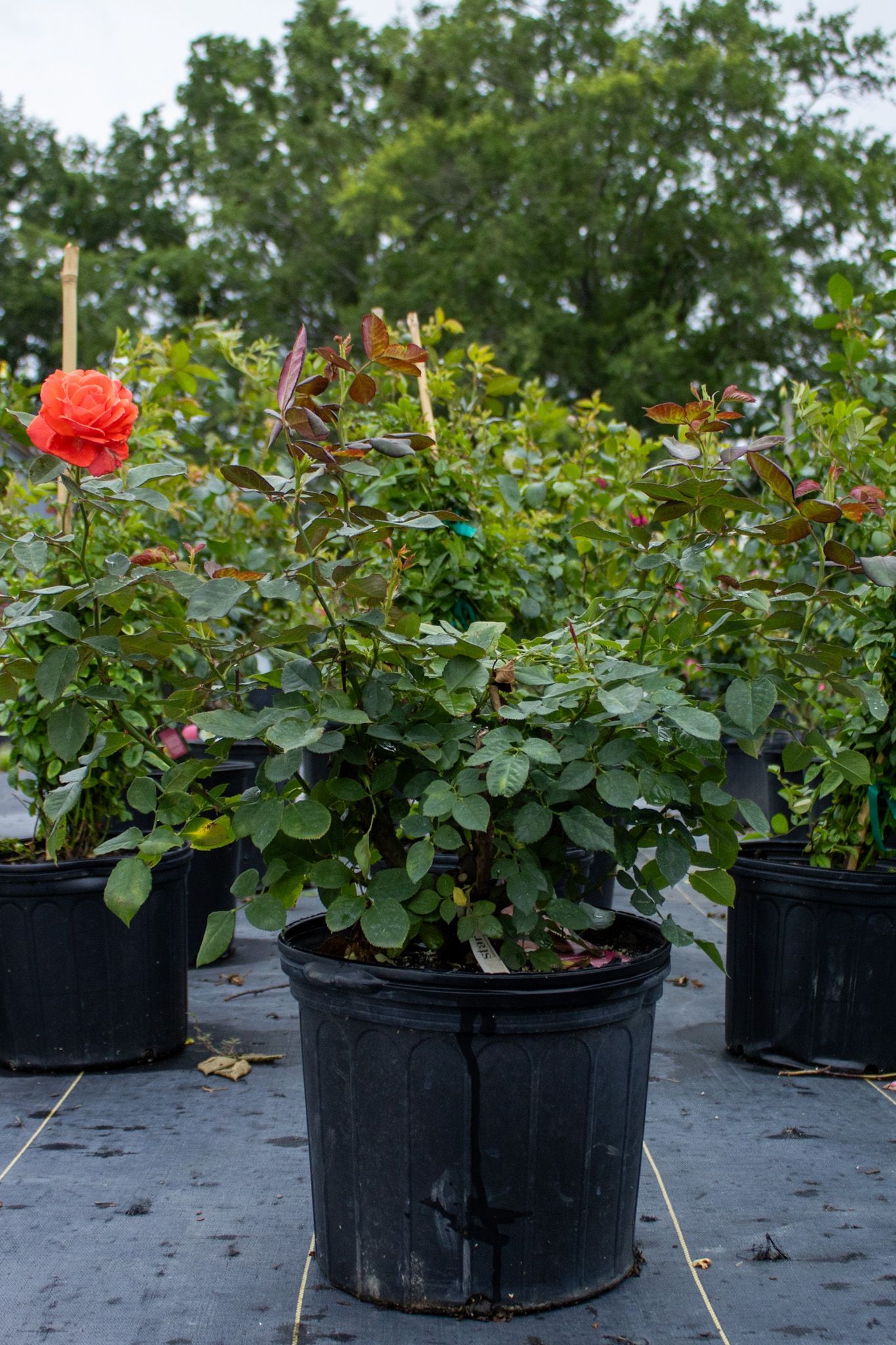 Potted flowering shrub with orange blooms in a nursery, surrounded by other potted plants