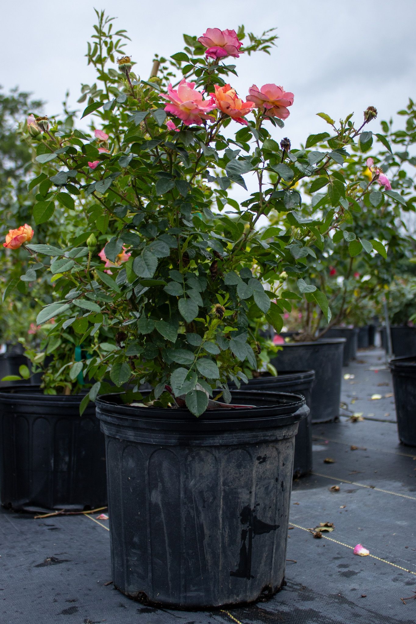Potted rose bushes with pink and orange blooms lined up outdoors on black ground covering