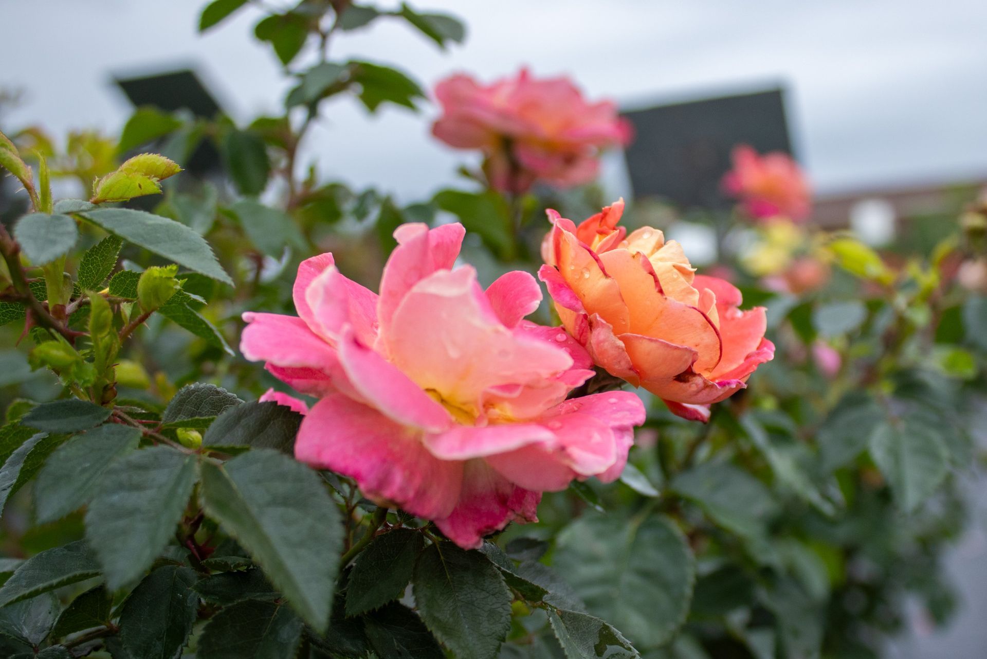 Pink and orange roses blooming on a bush in a garden