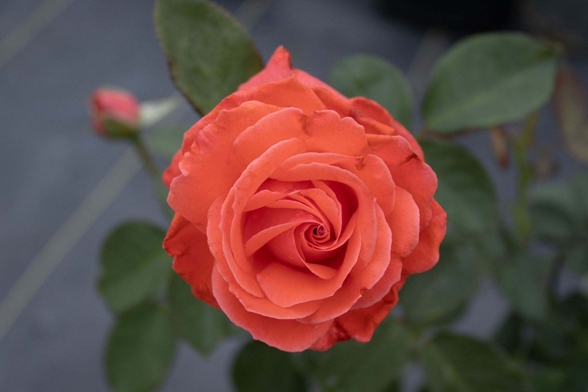 Orange rose in bloom with green leaves against a blurred background