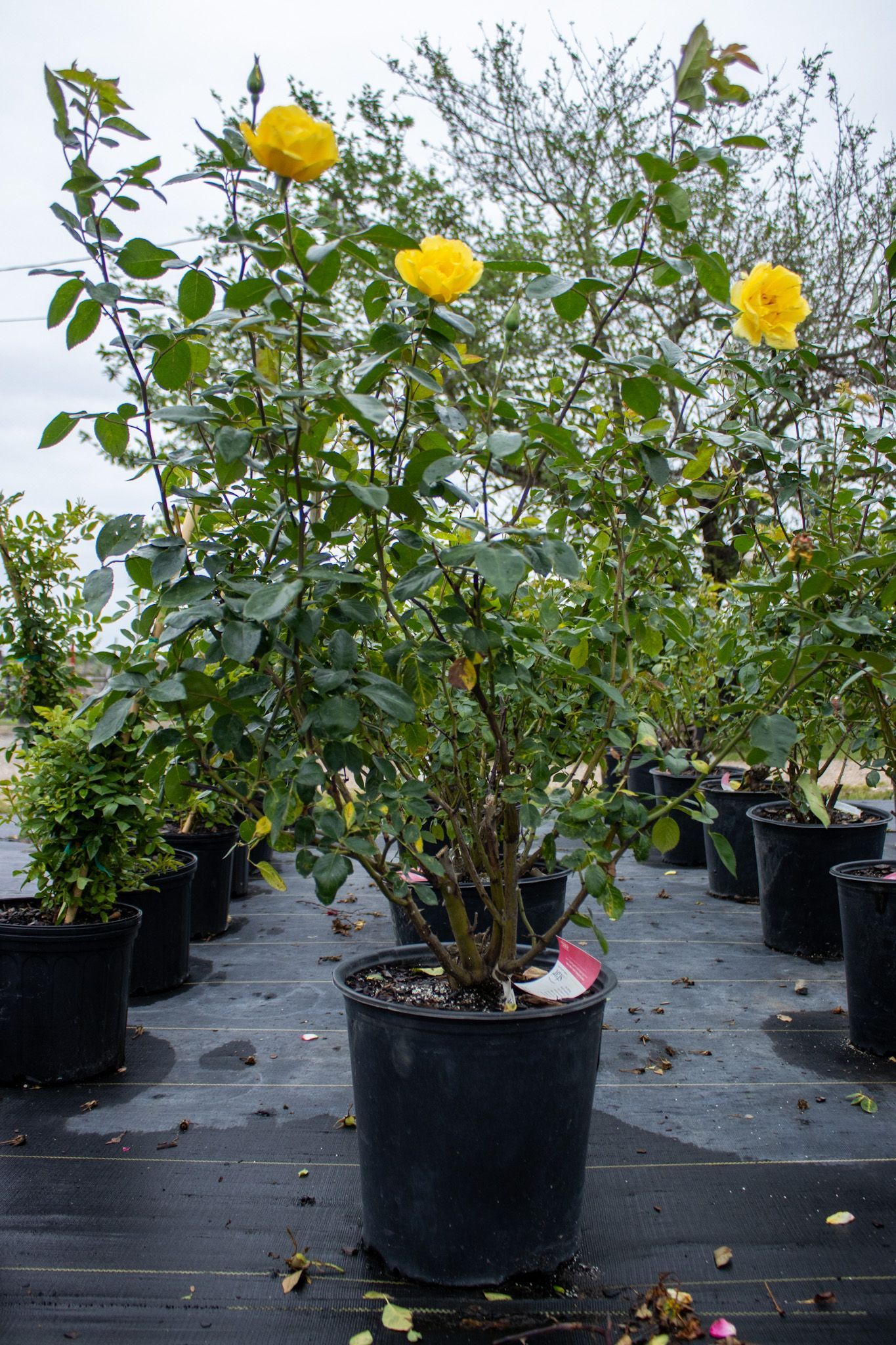 Yellow-flowered shrub in a black nursery pot among other potted plants outdoors