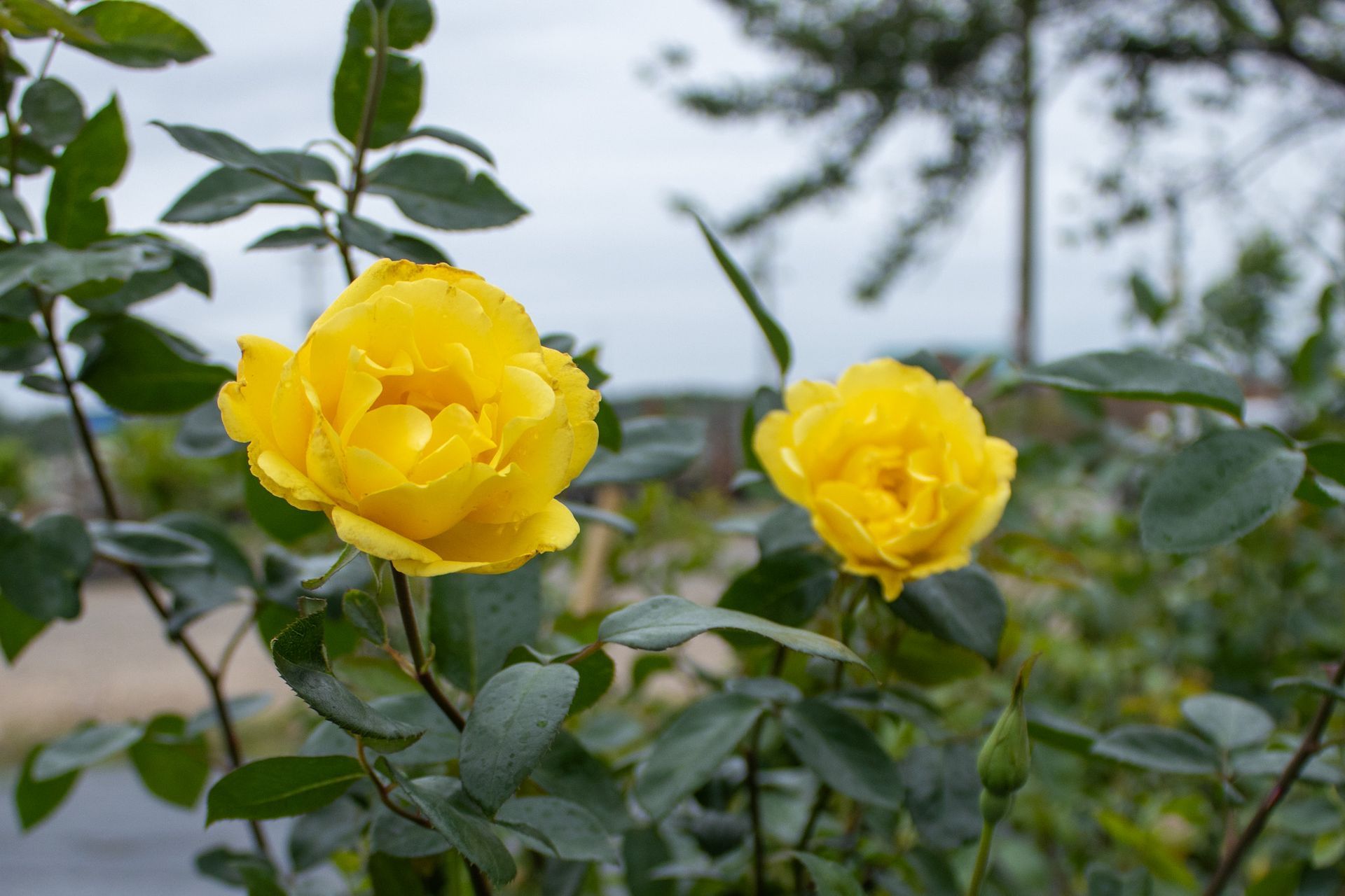 Two yellow roses blooming on a leafy branch against a blurred outdoor background