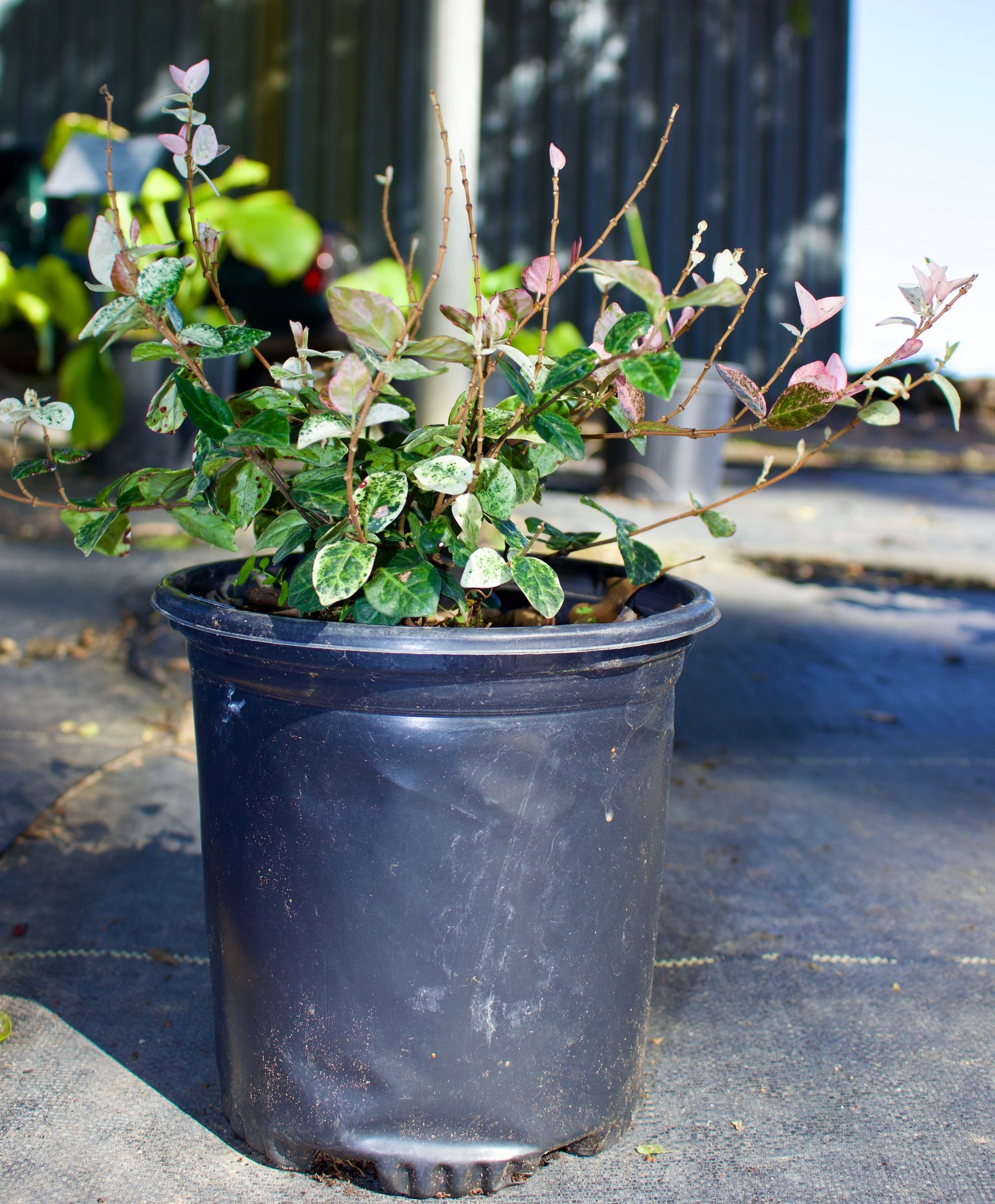 Potted variegated plant with pink flowers on a concrete surface outdoors