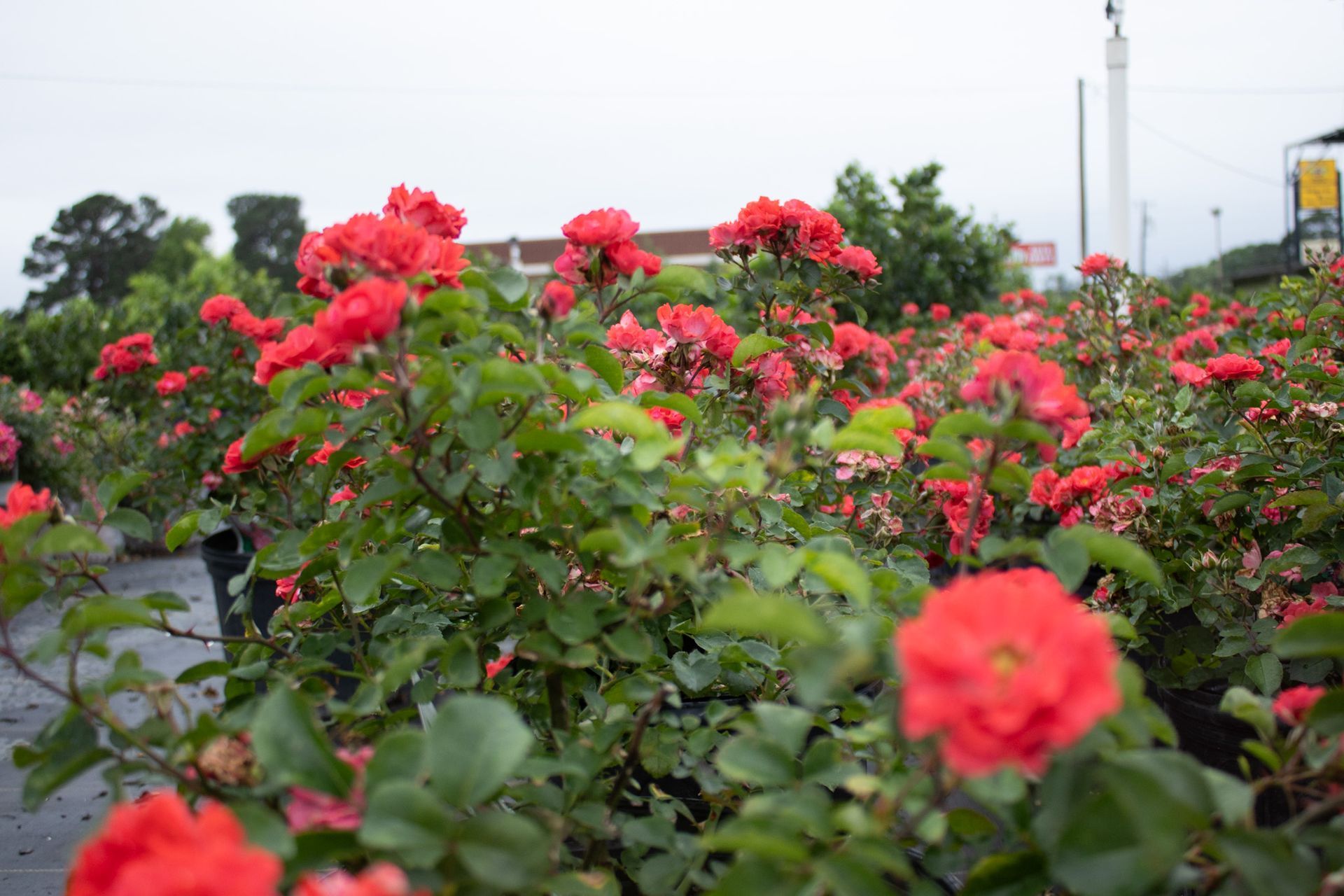 Red flowers blooming in a garden with green foliage under an overcast sky