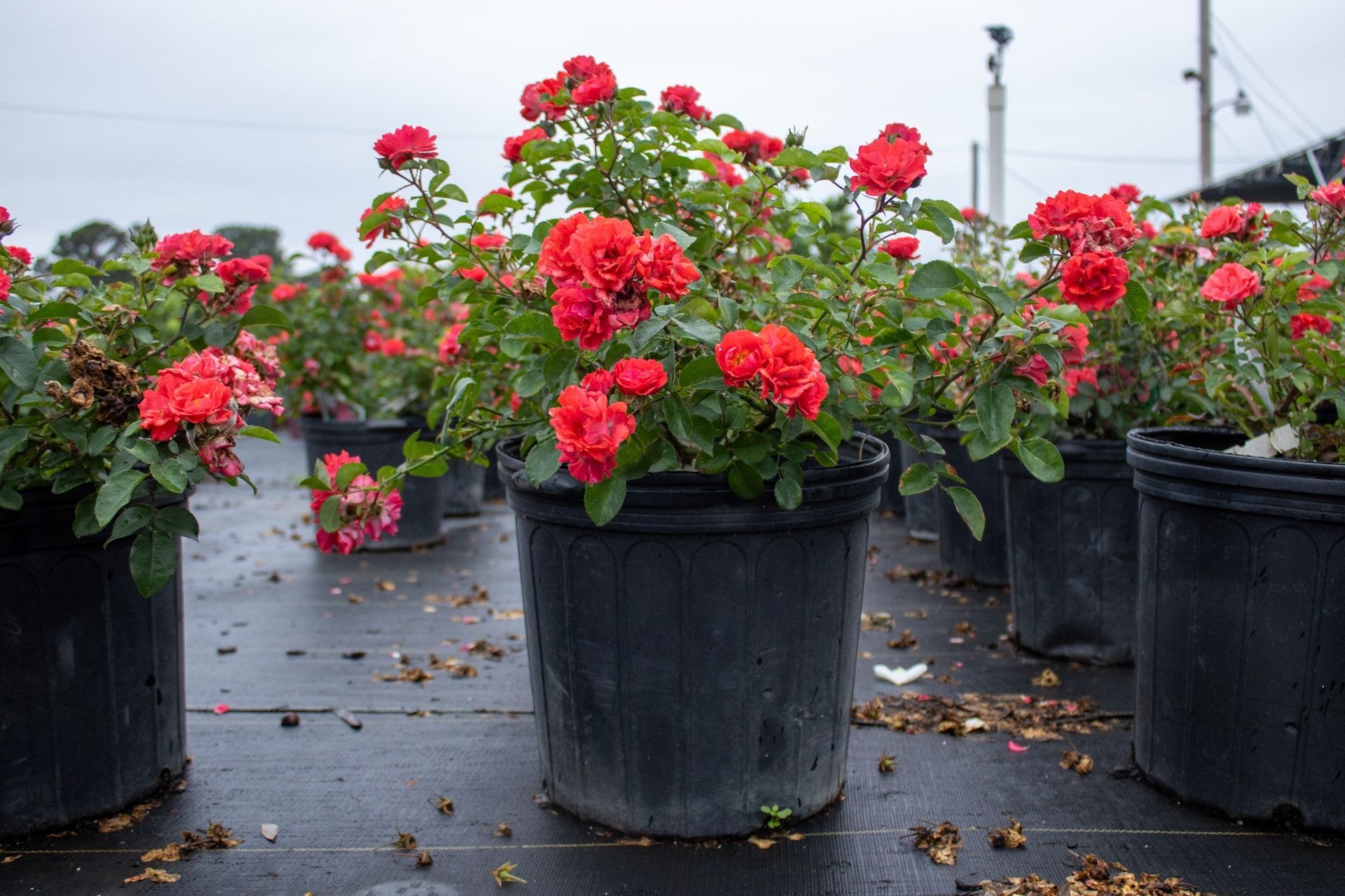 Potted red geraniums on a wet nursery bench outdoors