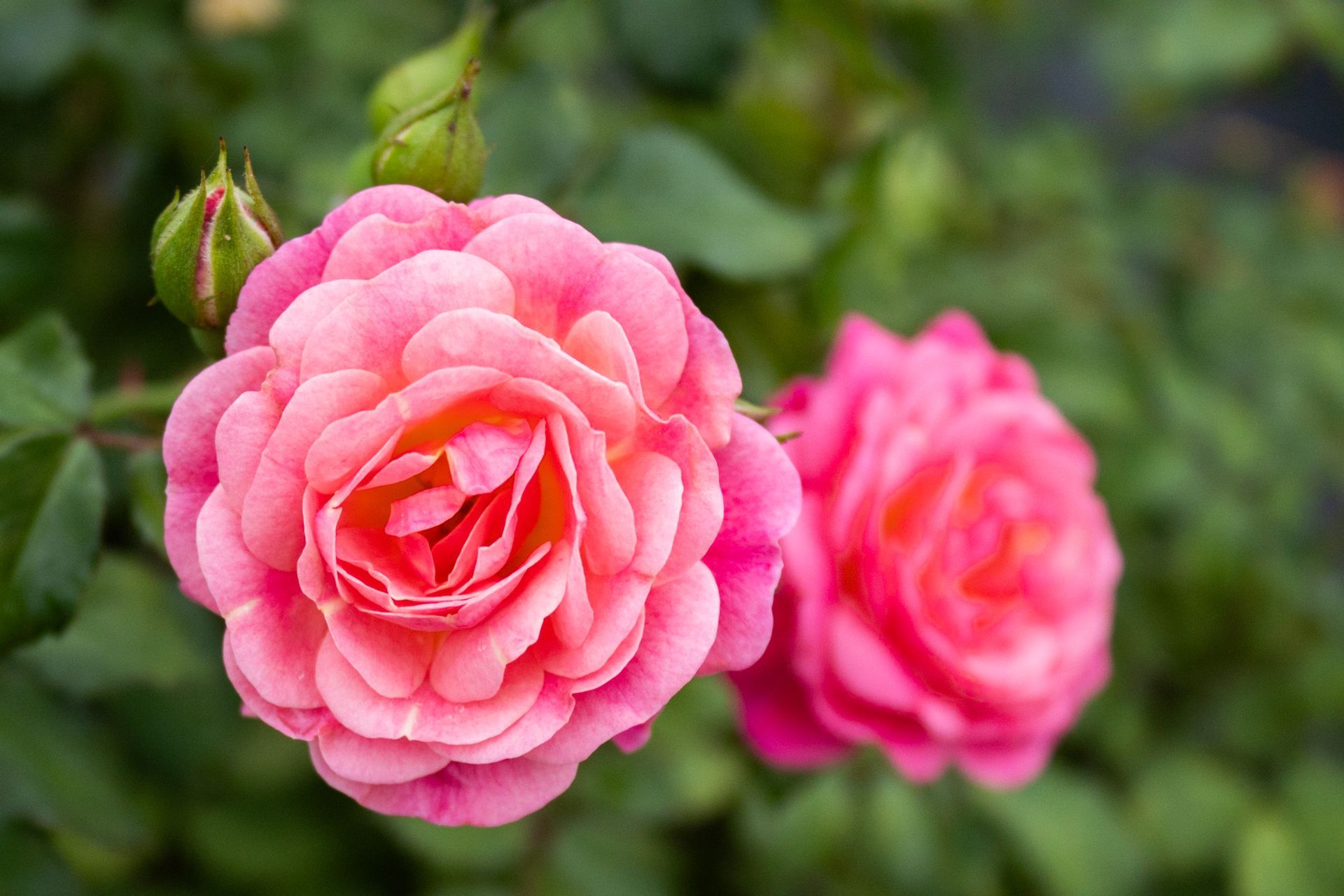 Two pink roses blooming against a blurred green background