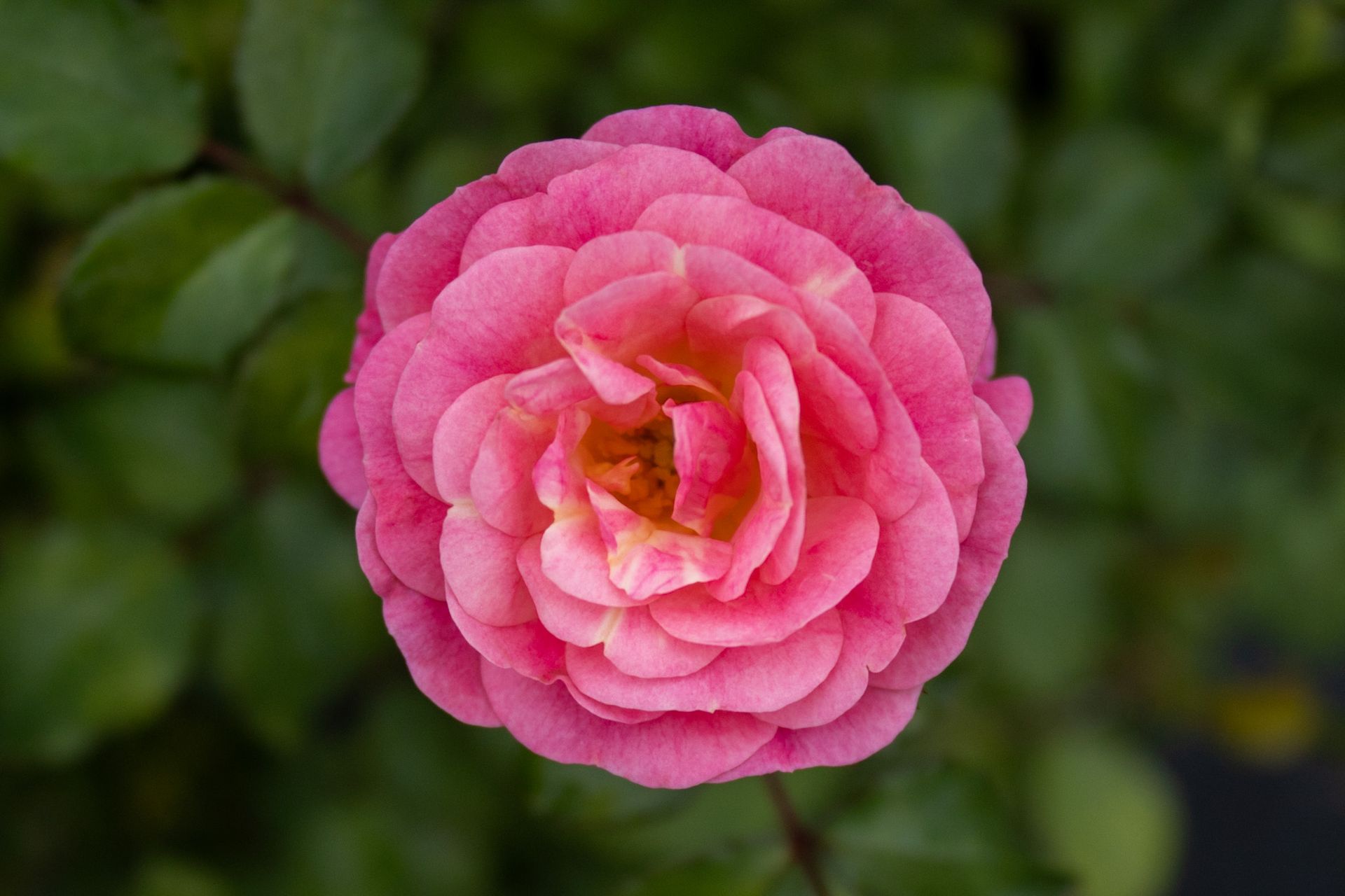 Pink rose in full bloom against a blurred green background