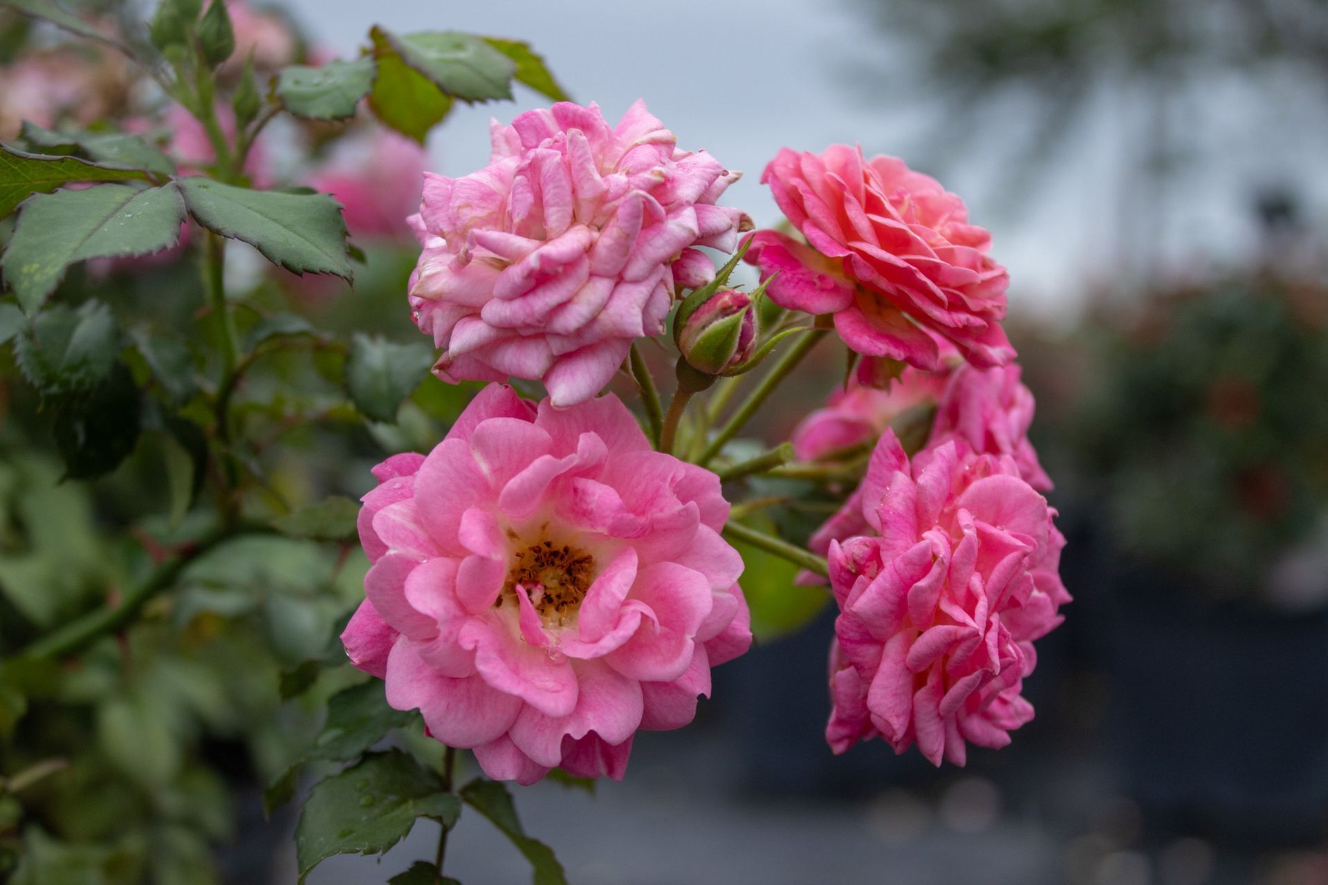 Pink rose blossoms on a branch against a blurred dark background