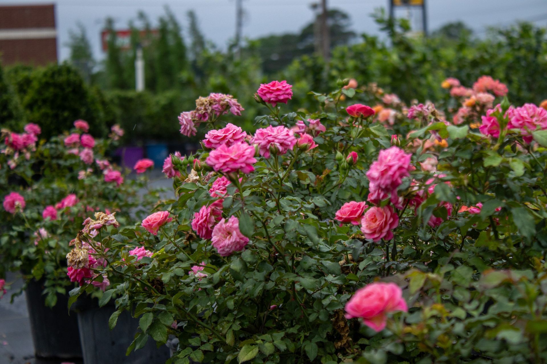 Rows of pink and red roses blooming in black pots outdoors