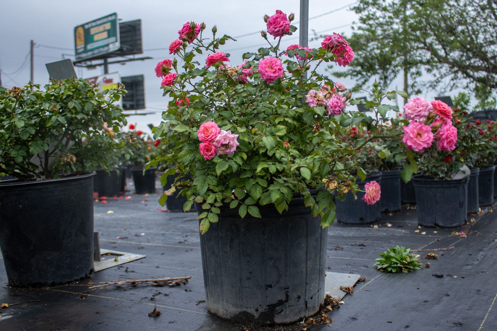 Pink flowering shrubs in large black pots on a wet street, with a building in the background