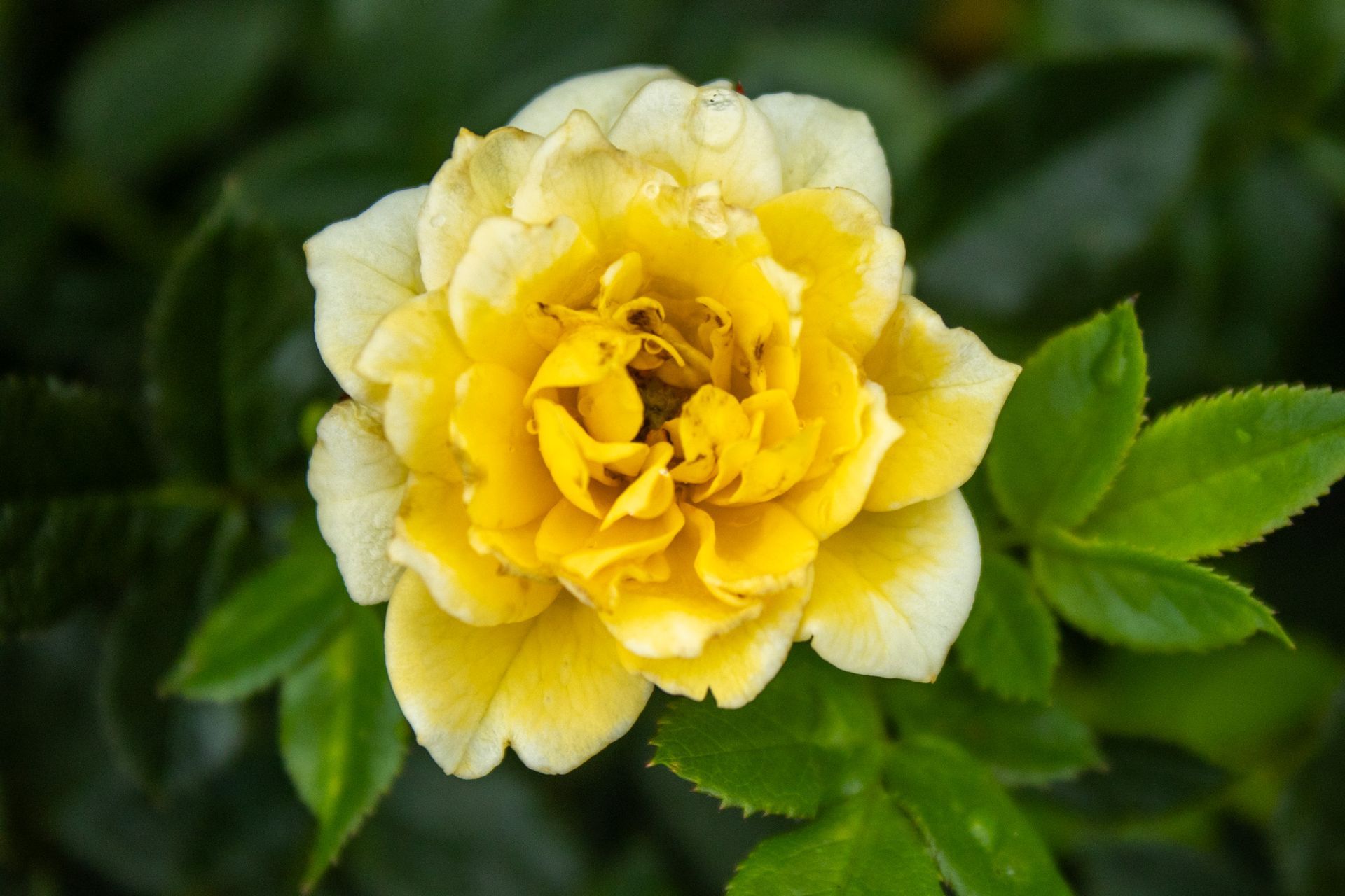 Yellow rose with white-edged petals and green leaves against a dark background