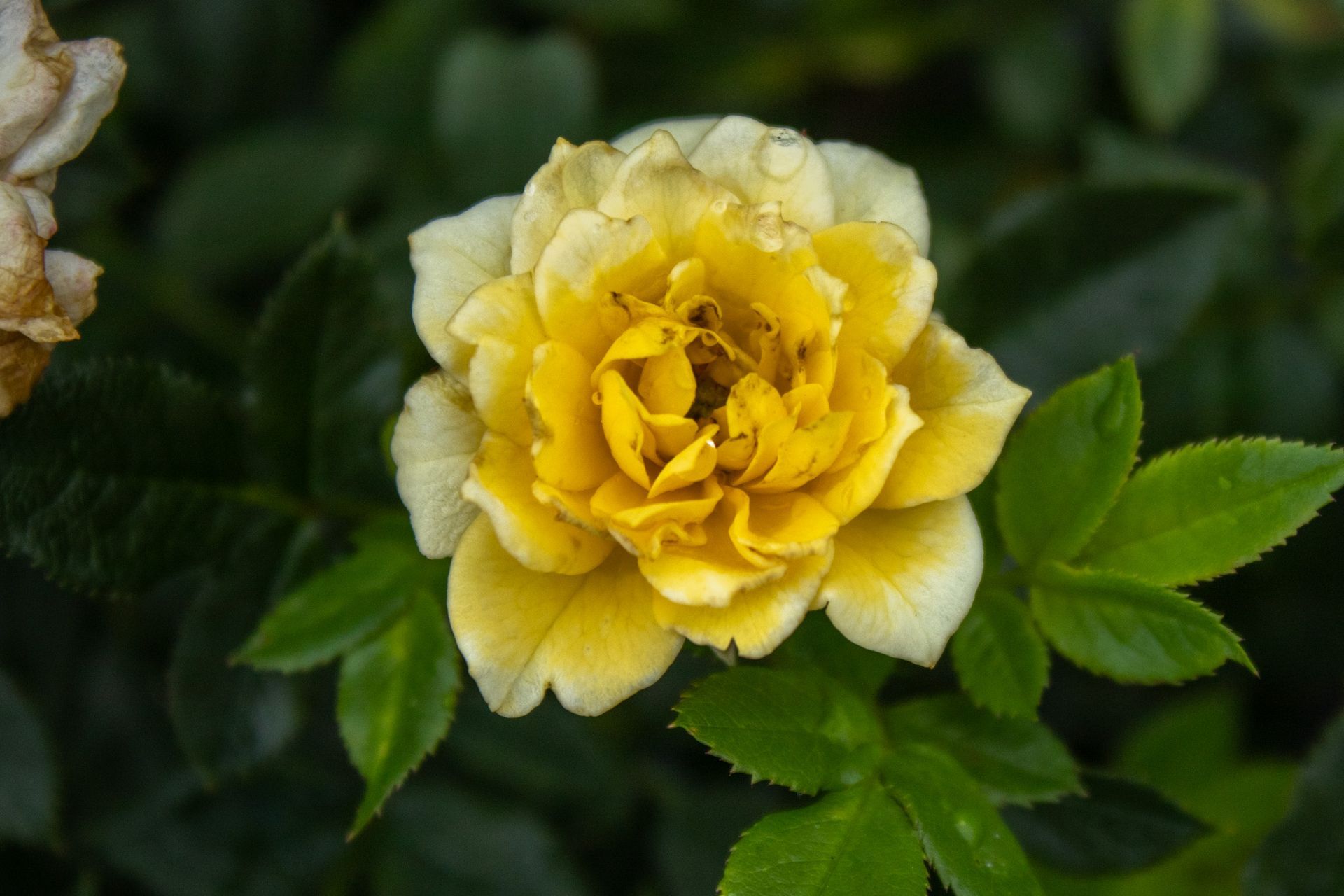Yellow rose bloom with pale outer petals and green leaves against a dark background