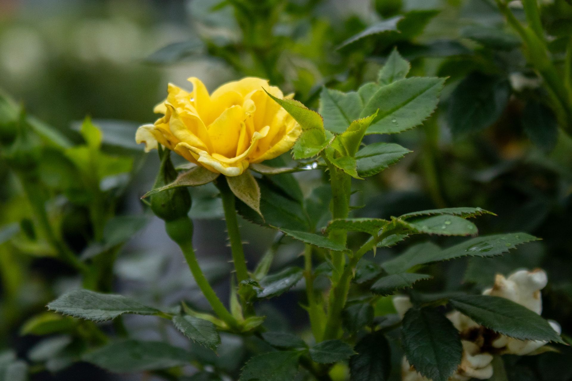 Yellow rose bloom among green leaves with water droplets