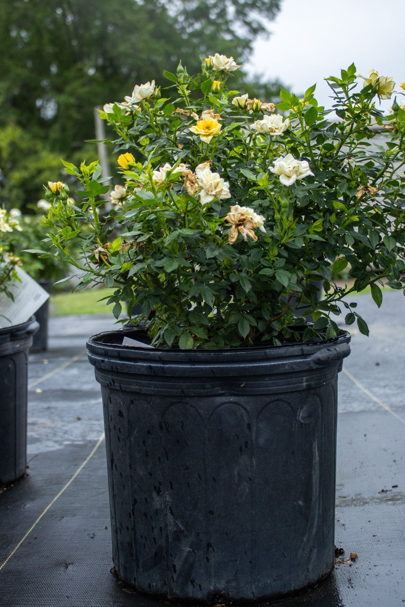 Potted flowering shrub with yellow and white blooms in a black plastic nursery pot outdoors