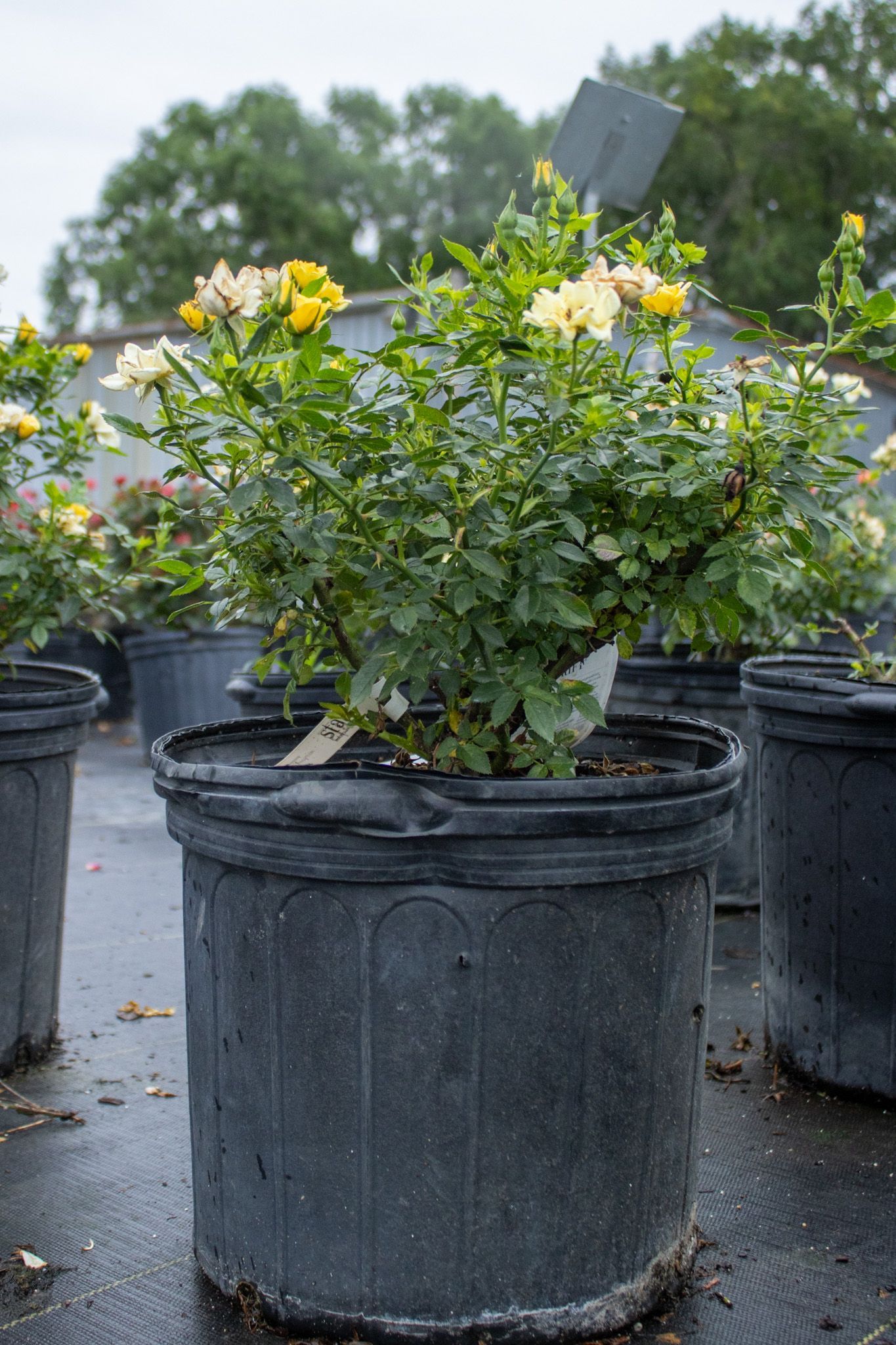 Potted flowering shrubs with yellow and white blossoms in black nursery containers outdoors