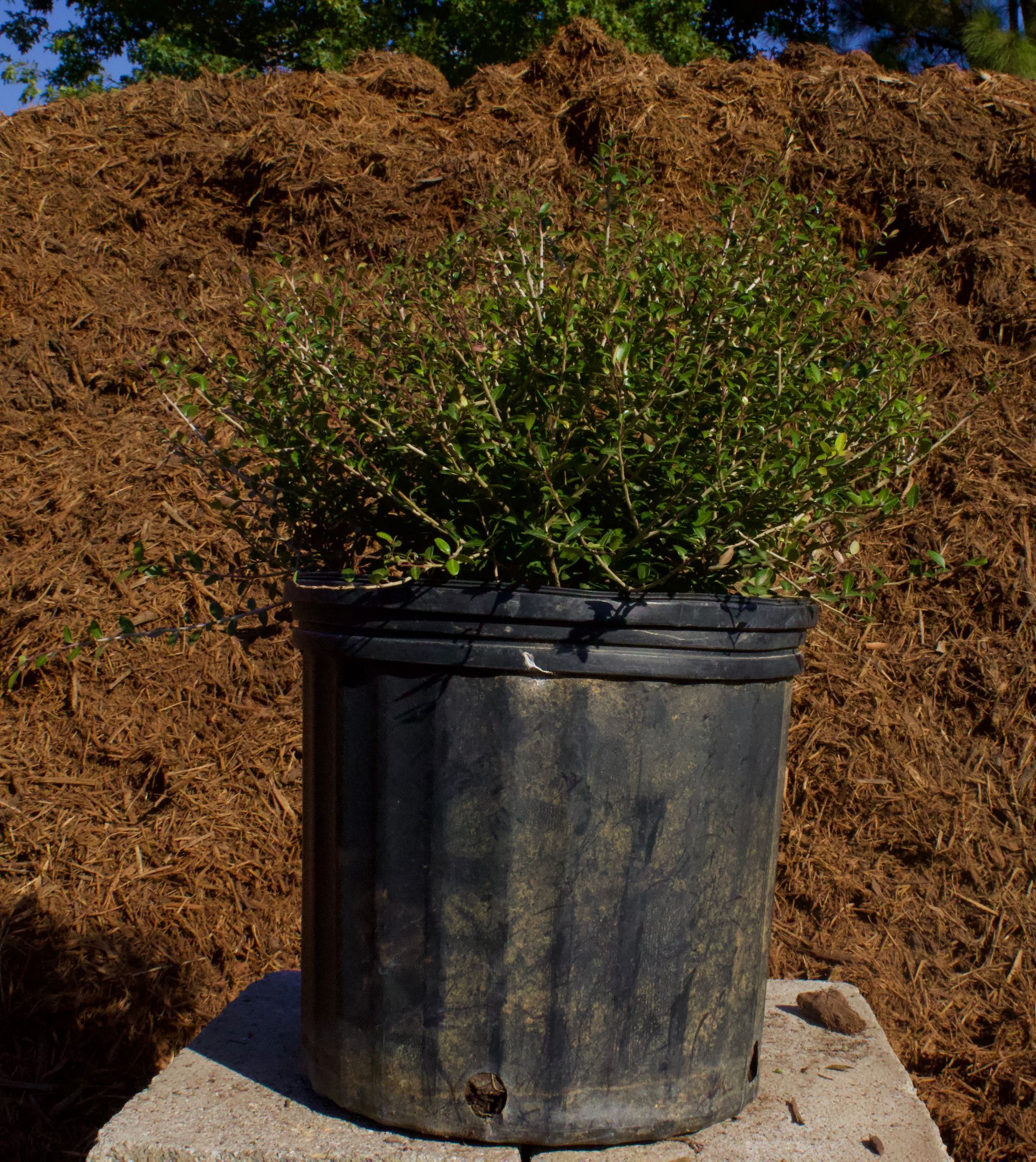Black nursery pot with green shrub sitting on a concrete slab outdoors against a hay bale backdrop