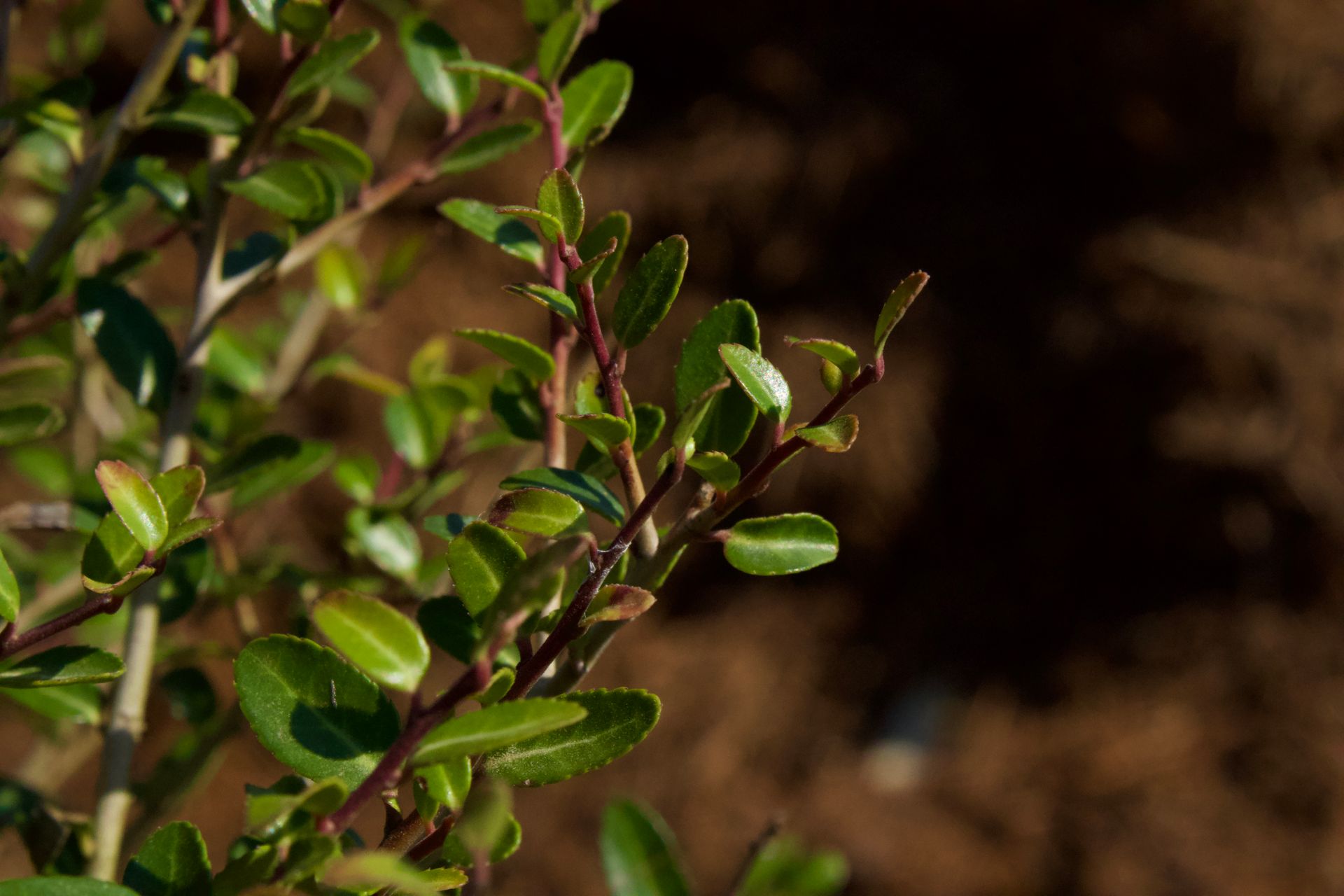 Close-up of a small green plant with glossy leaves against a blurred brown background