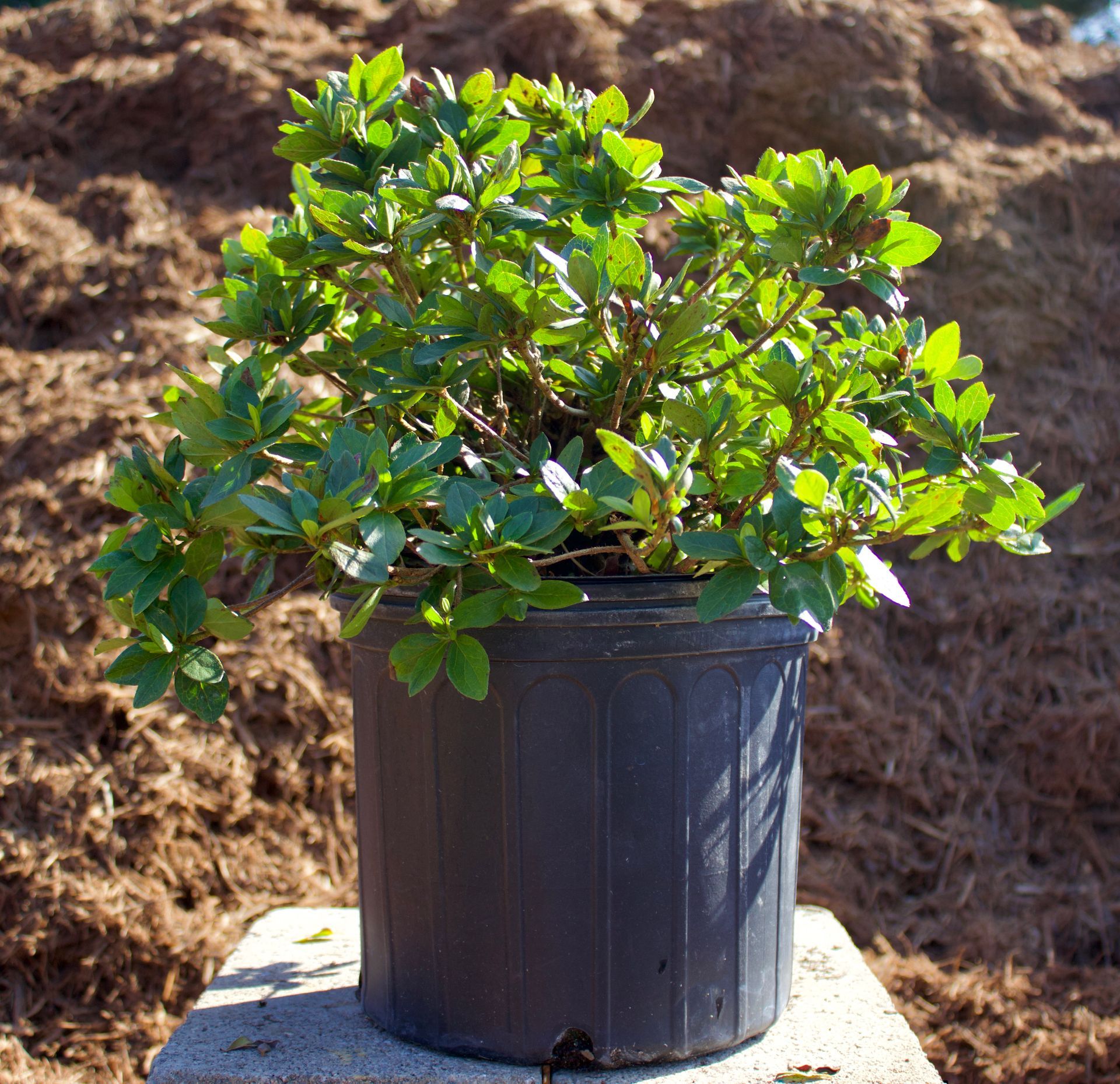 Small green shrub in a black nursery pot sitting outdoors on a concrete block.