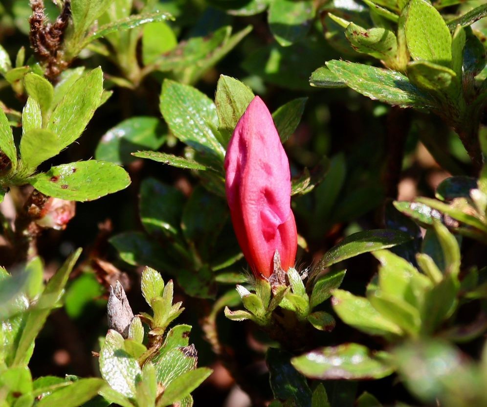 A close up of a pink flower bud surrounded by green leaves