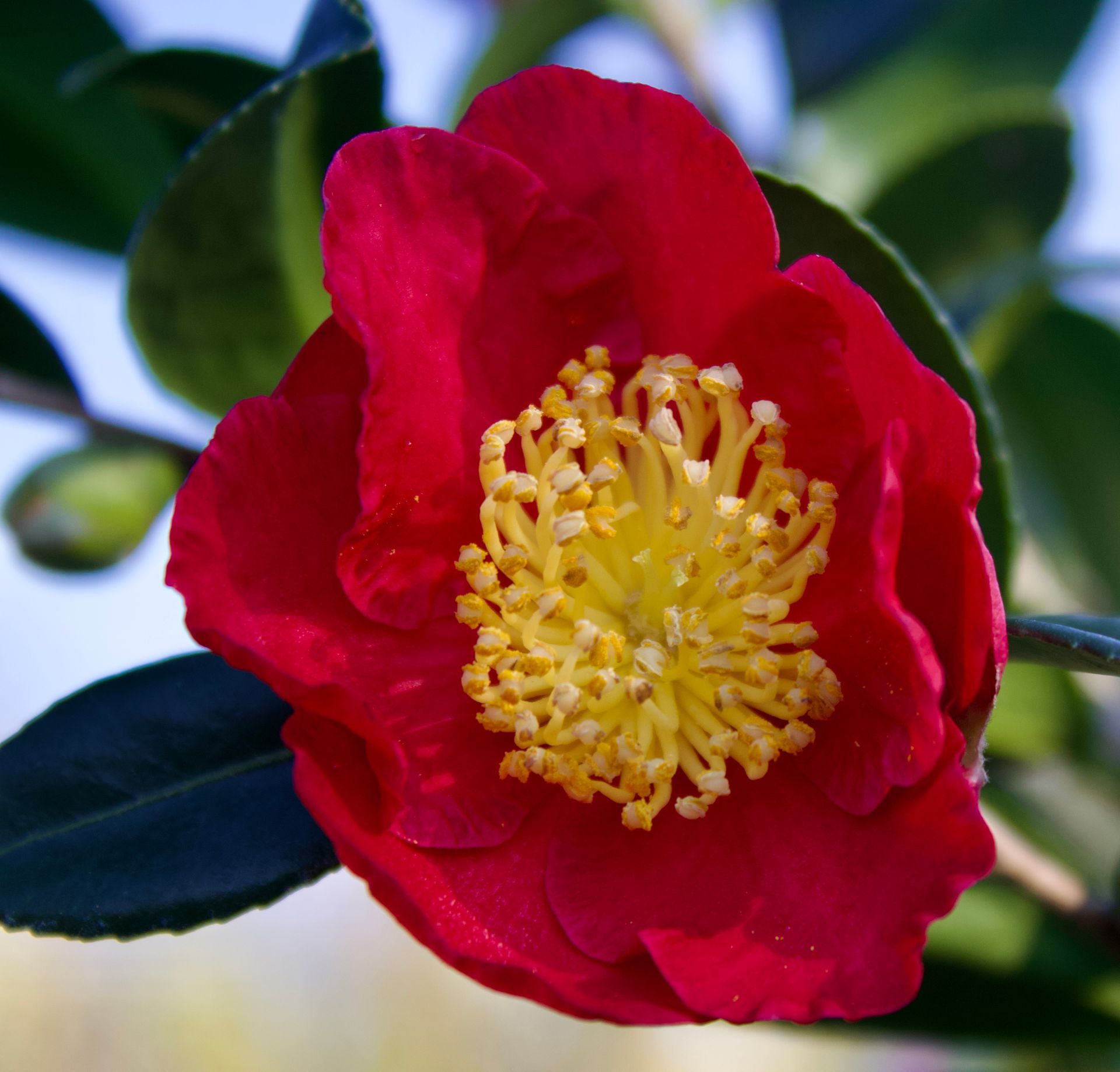 Close-up of a red camellia flower with yellow stamens and dark green leaves