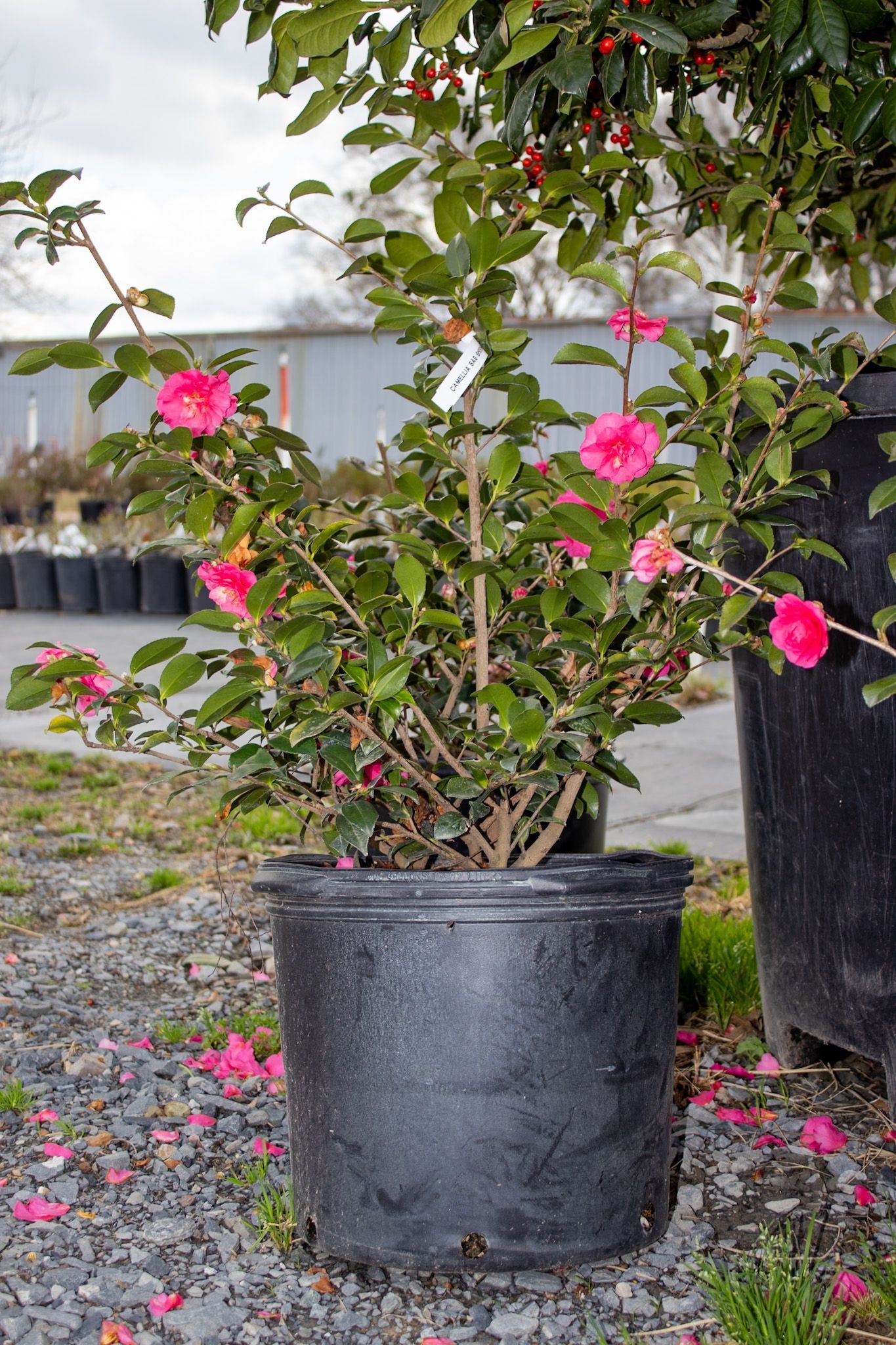 Pink-flowered shrub in a black pot outdoors on a gravel surface