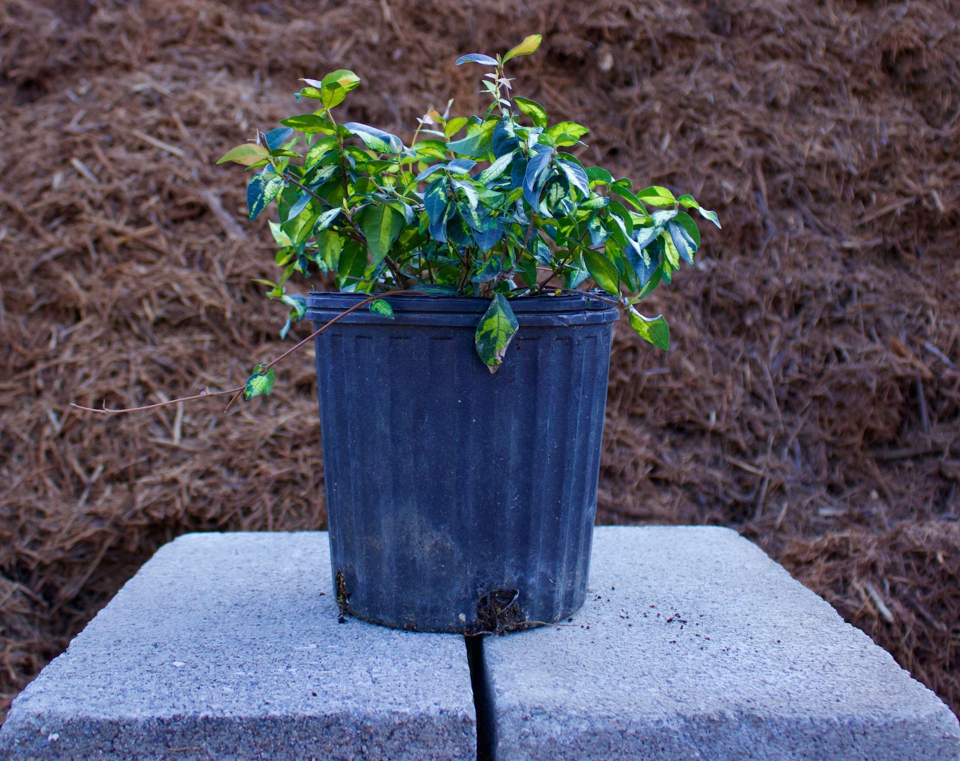 Small green potted plant in a black pot on a light stone block outdoors