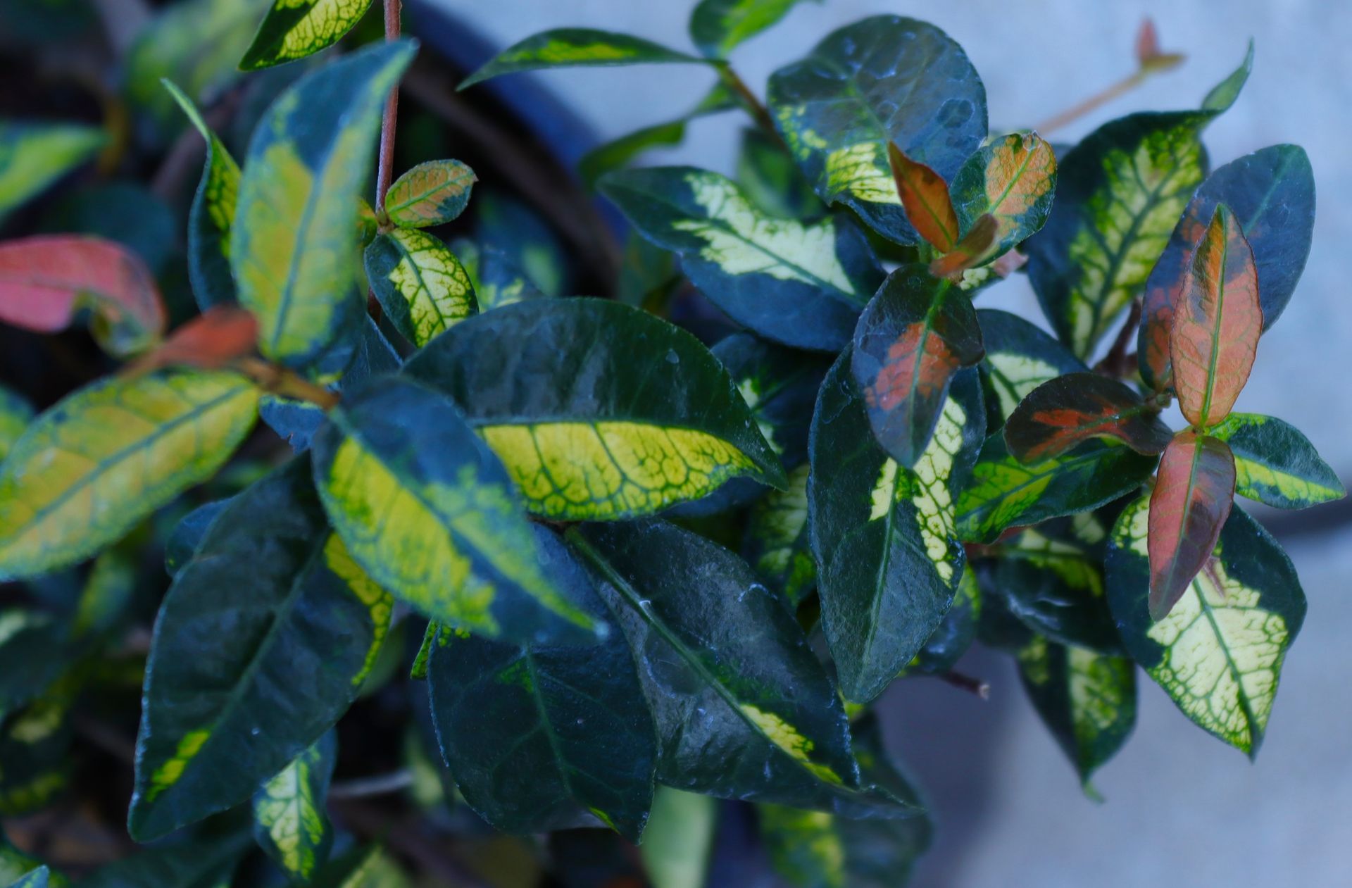 Glossy green and yellow variegated leaves on a shrub against a blurred blue background