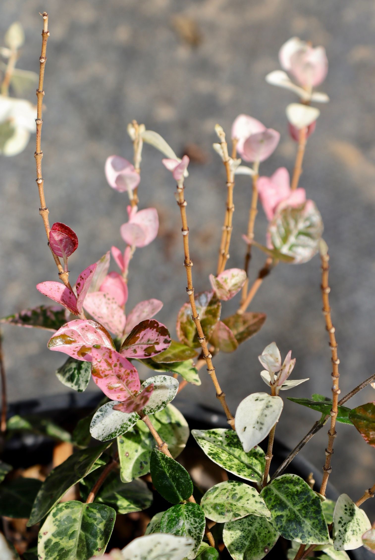Variegated potted plant with pink and green leaves and thin stems against a blurred gray background
