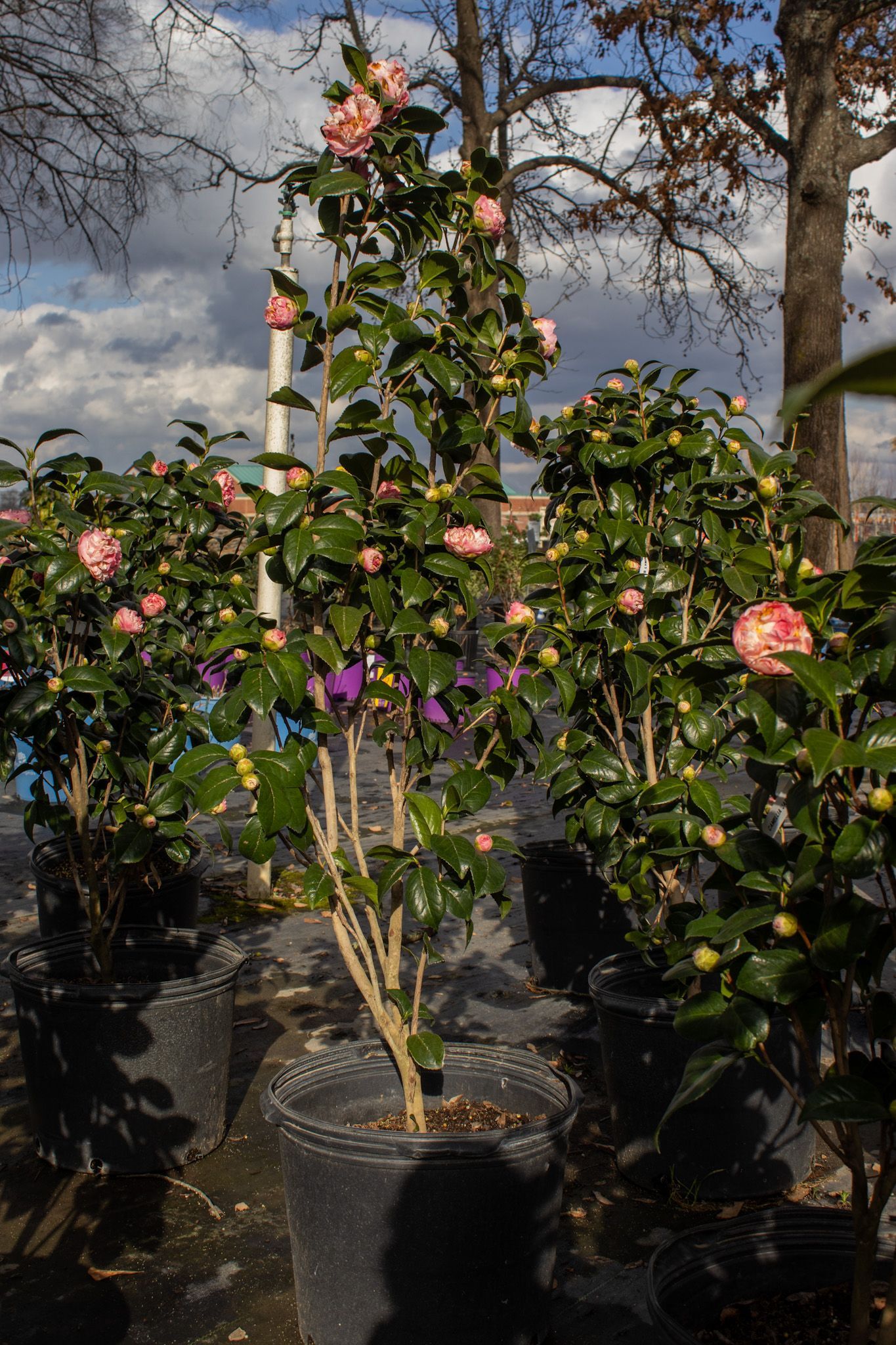 Flowering potted shrub with pink blooms in a nursery, with other plants and blue sky behind it