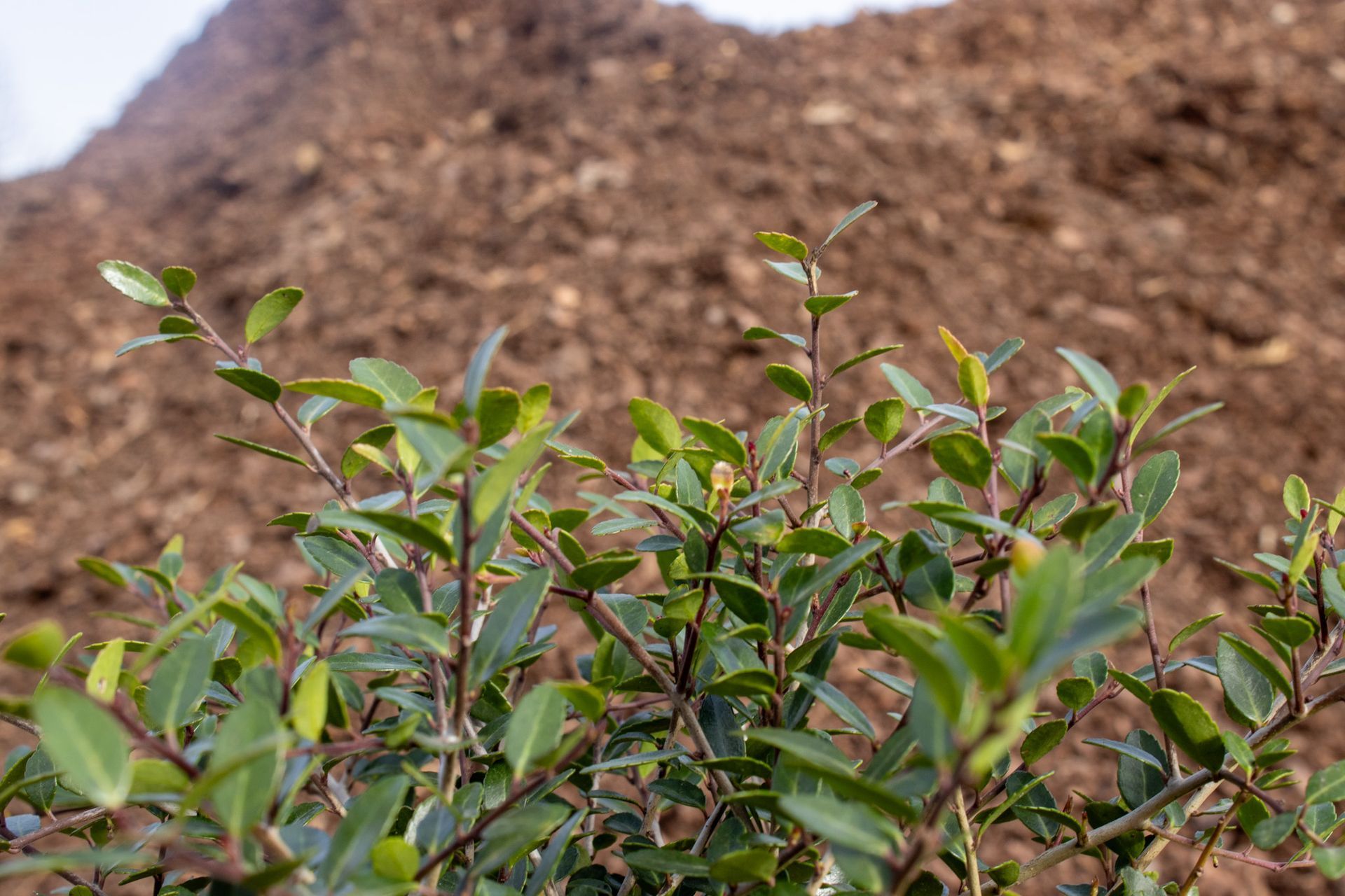Young green shrubs growing in a soil mound