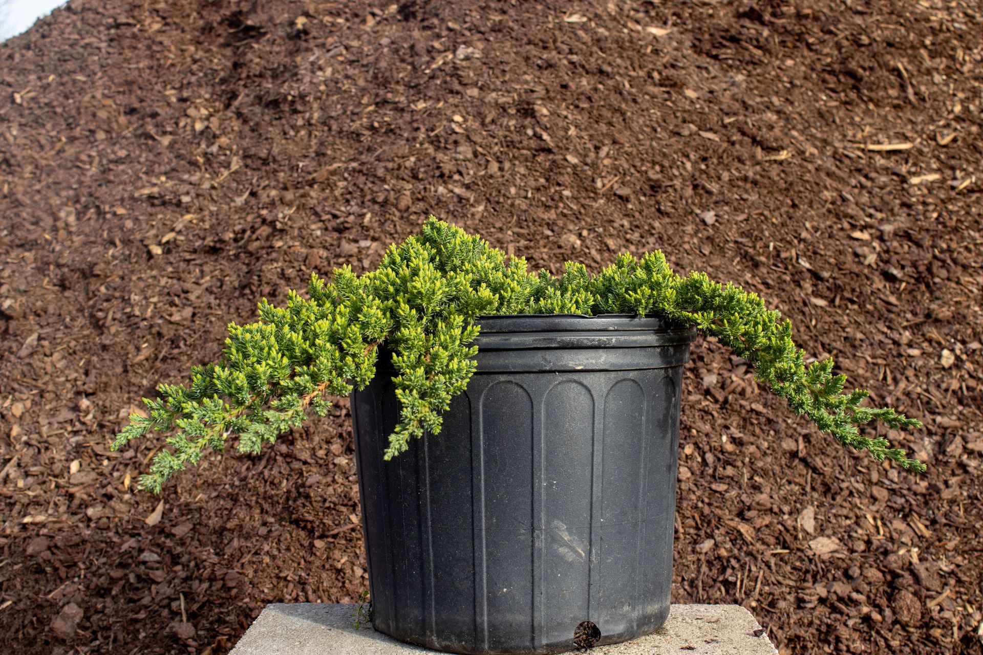 Green plant spilling over a black plastic pot on a concrete block against a brown soil background