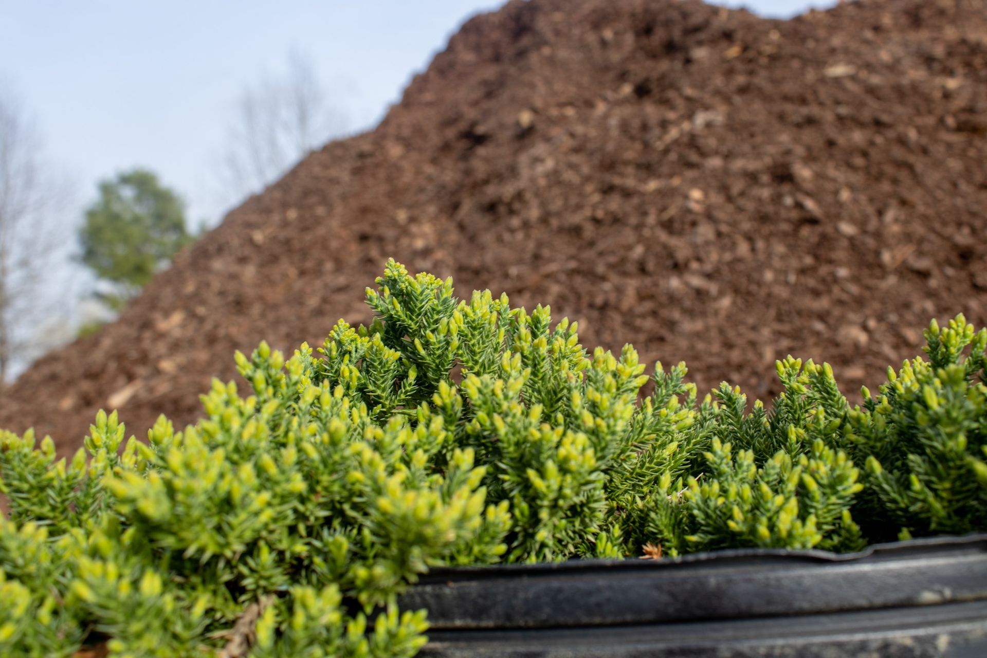 Green shrubs in front of a large pile of brown mulch outdoors