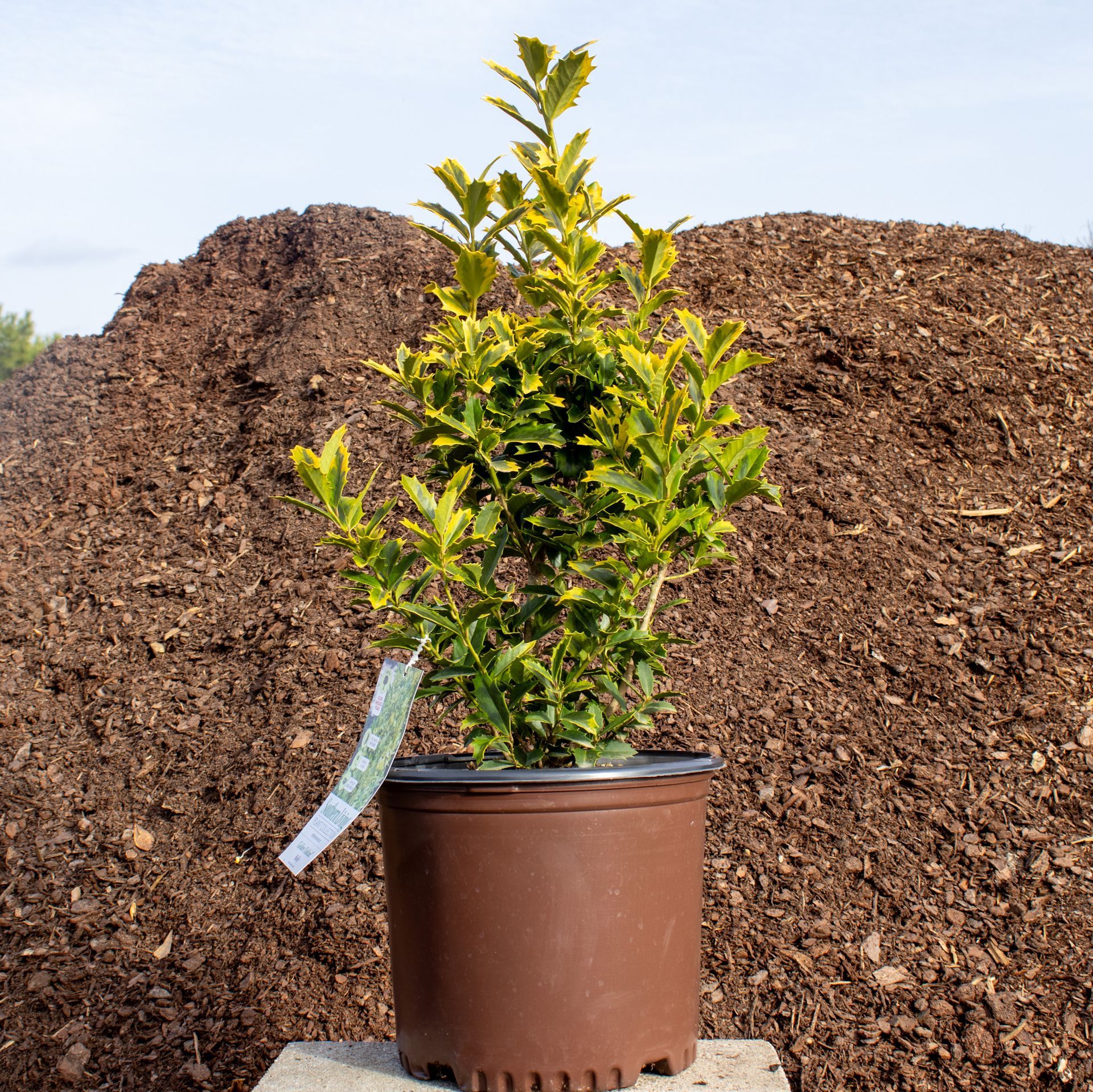 Potted green shrub with a plant tag, placed in front of two large mulch piles outdoors